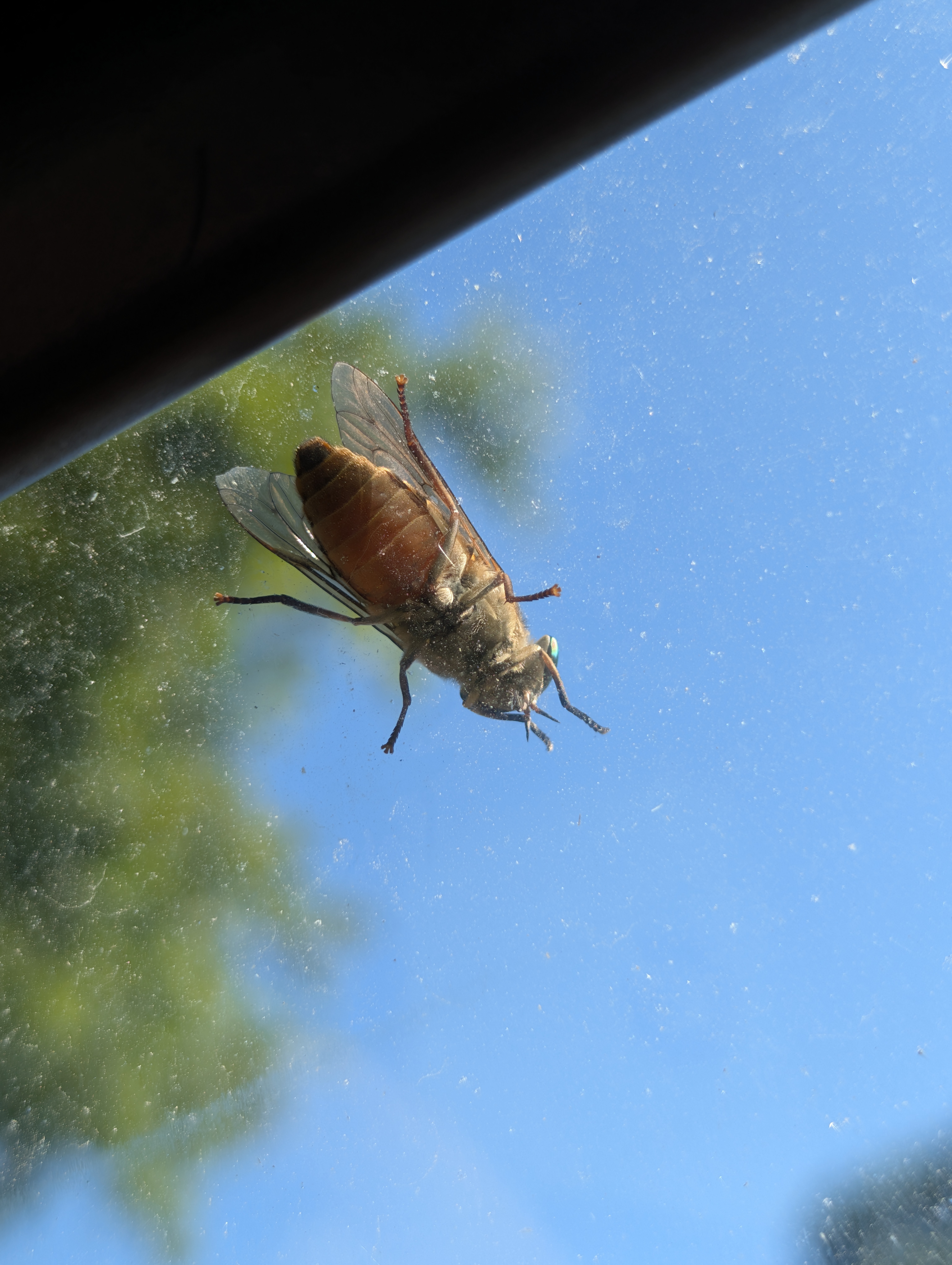 Nid / nuisance à Croissy-sur-Seine (78) — SignalNids