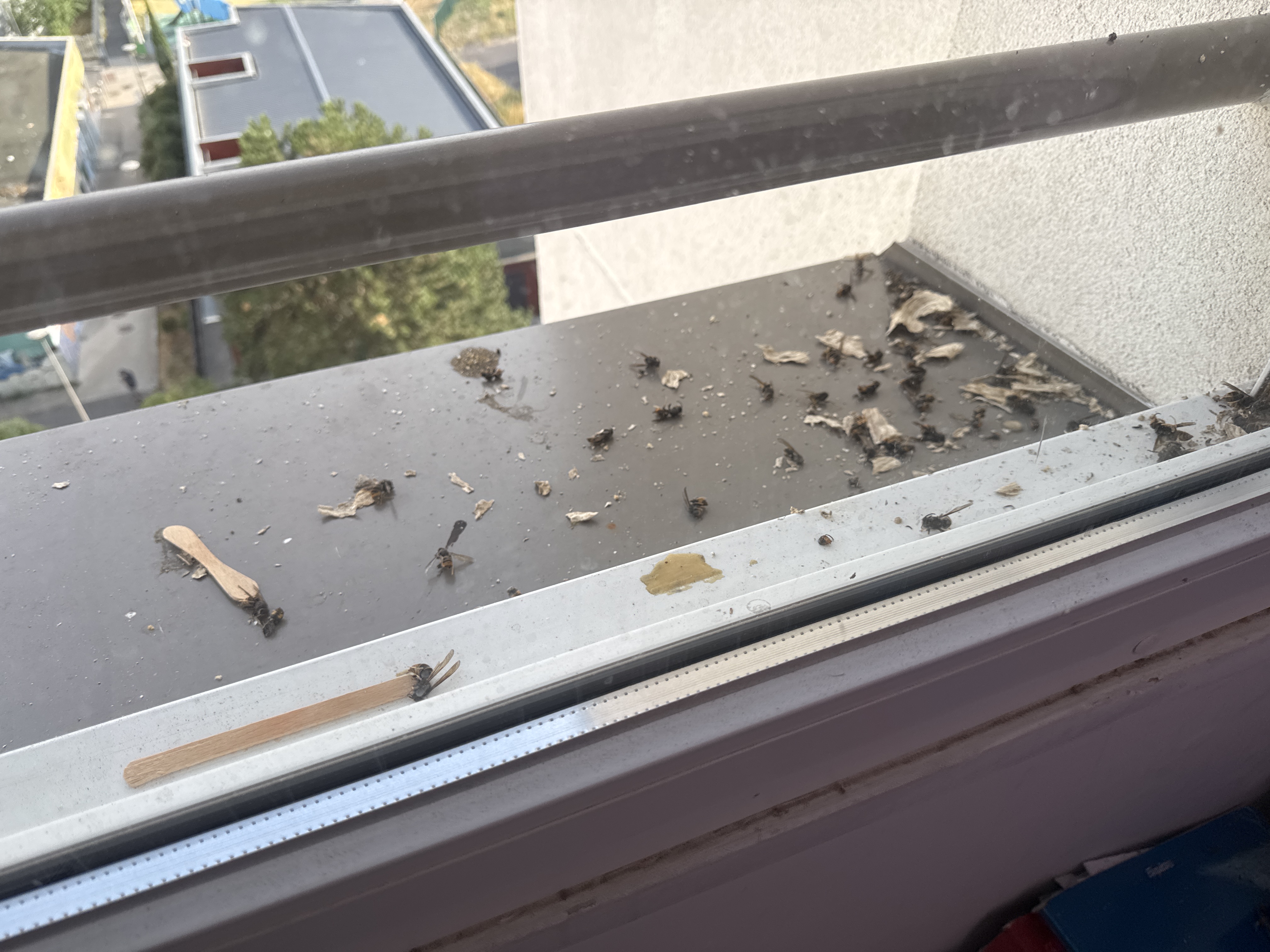 Nid / nuisance à Garges-lès-Gonesse (95) — SignalNids