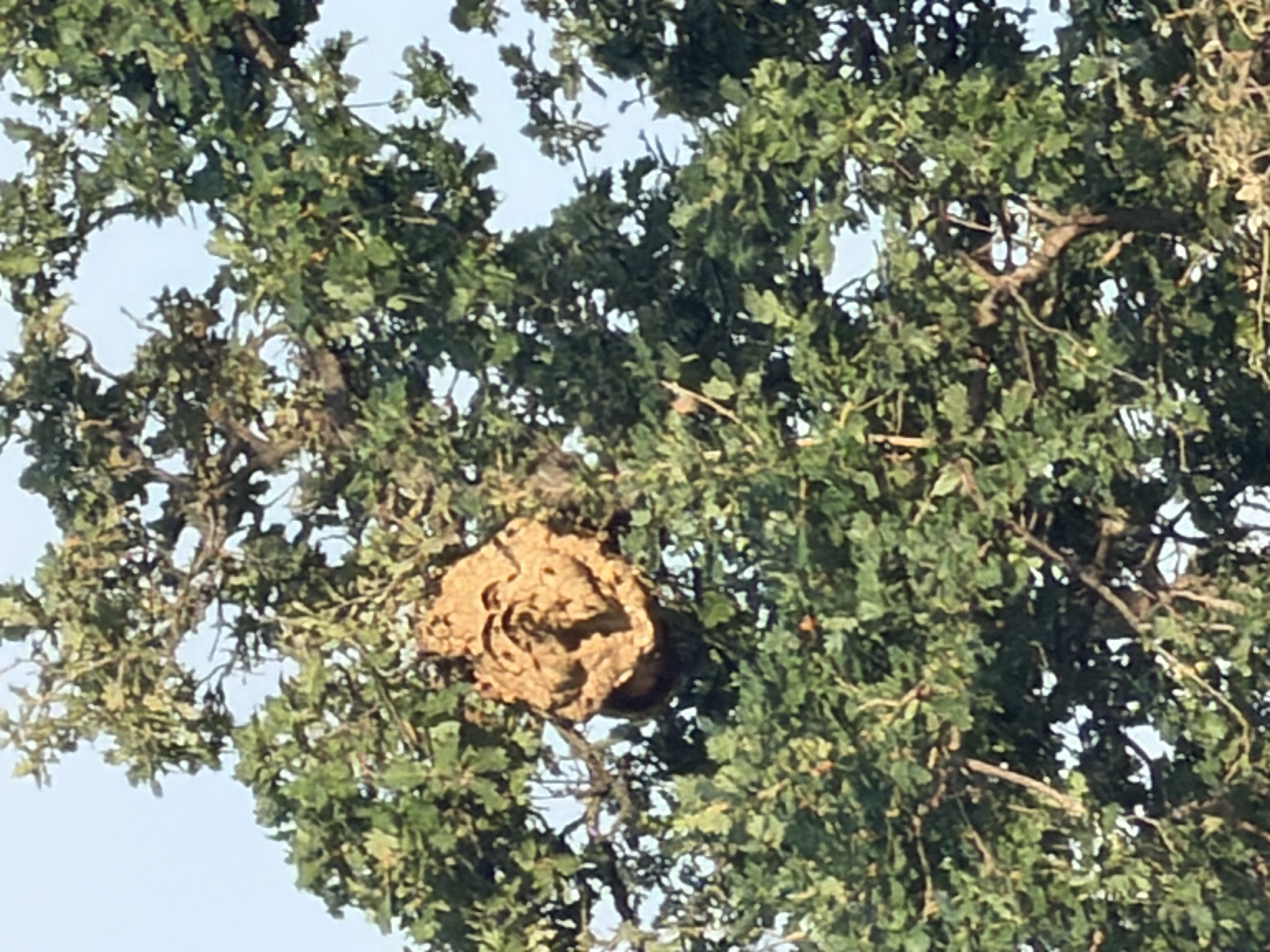 Nid de frelon asiatique à Antibes (06) — SignalNids