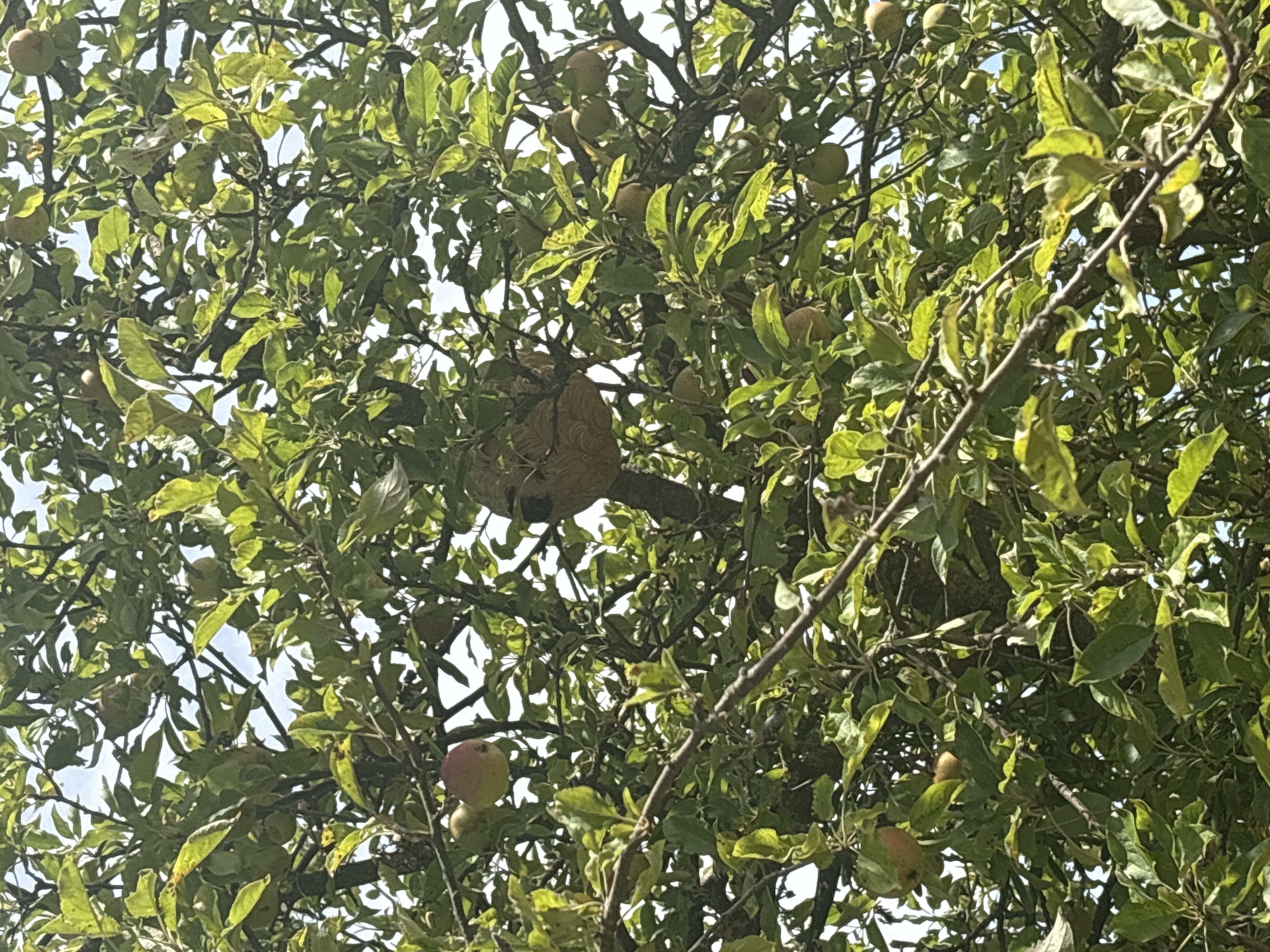 Nid de frelon asiatique à Saint-Pierre-d'Entremont (61) — SignalNids