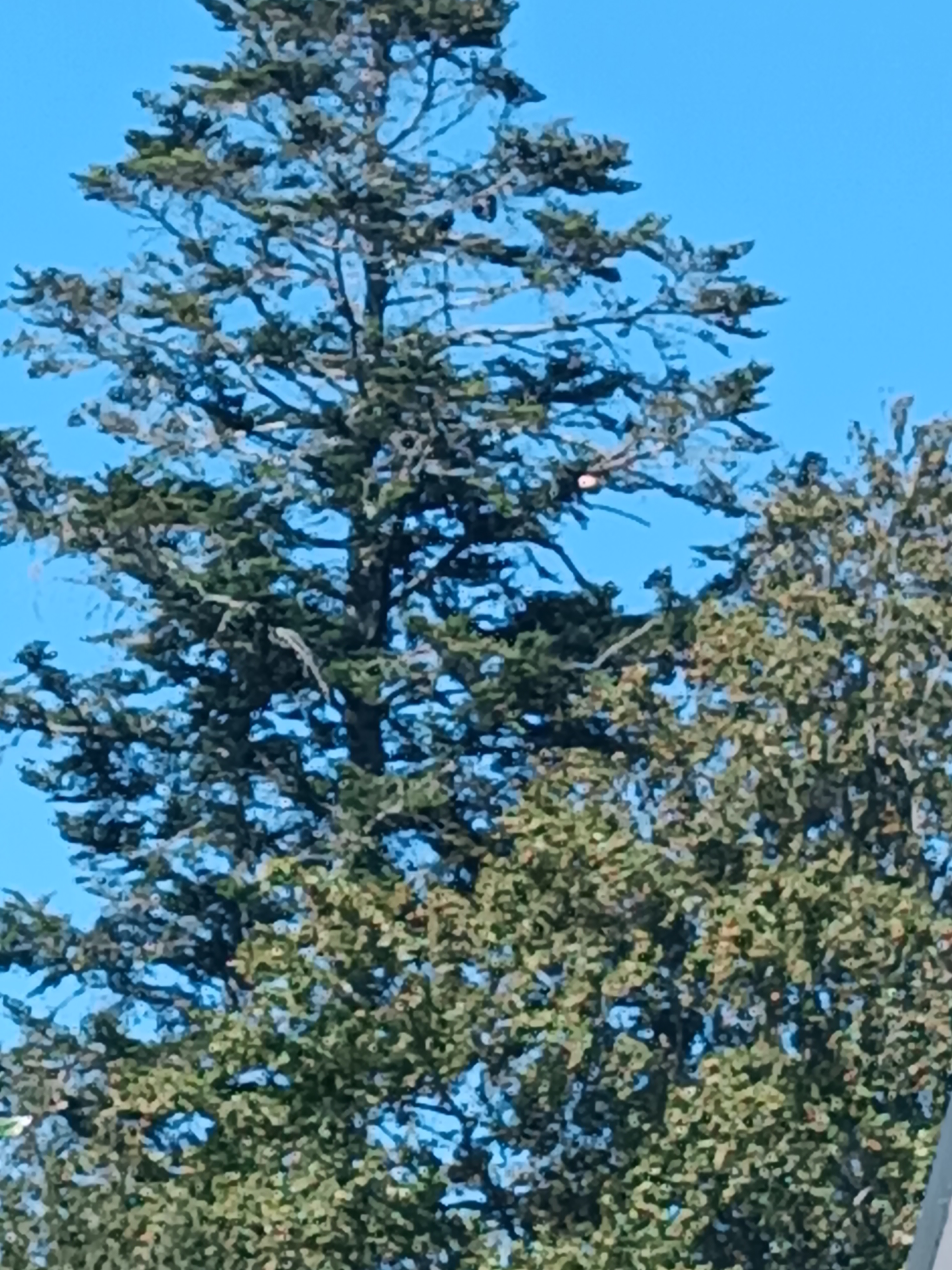 Nid de frelon asiatique à Quimper (29) — SignalNids