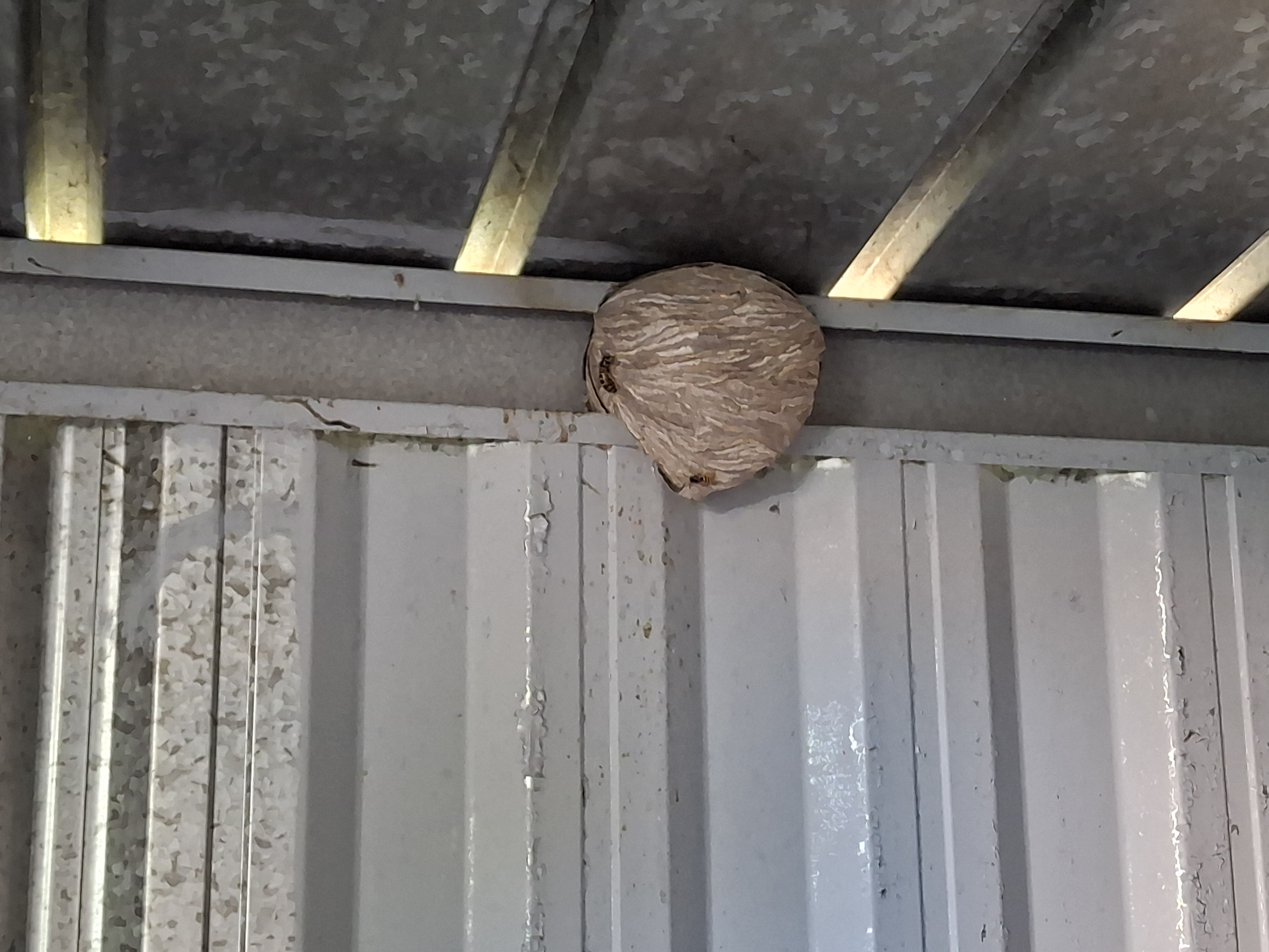 Nid de frelon asiatique à Uxegney (88) — SignalNids