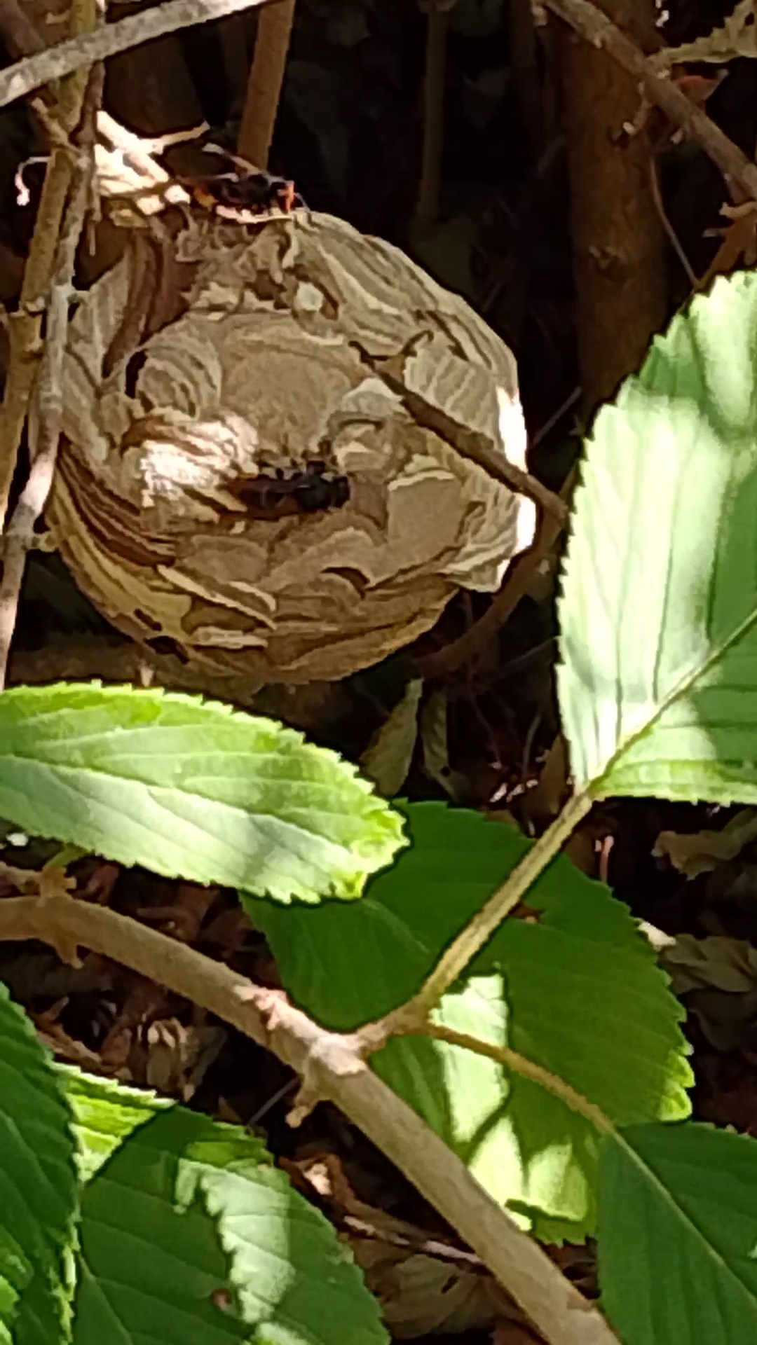 Nid de frelon asiatique à Durmignat (63) — SignalNids