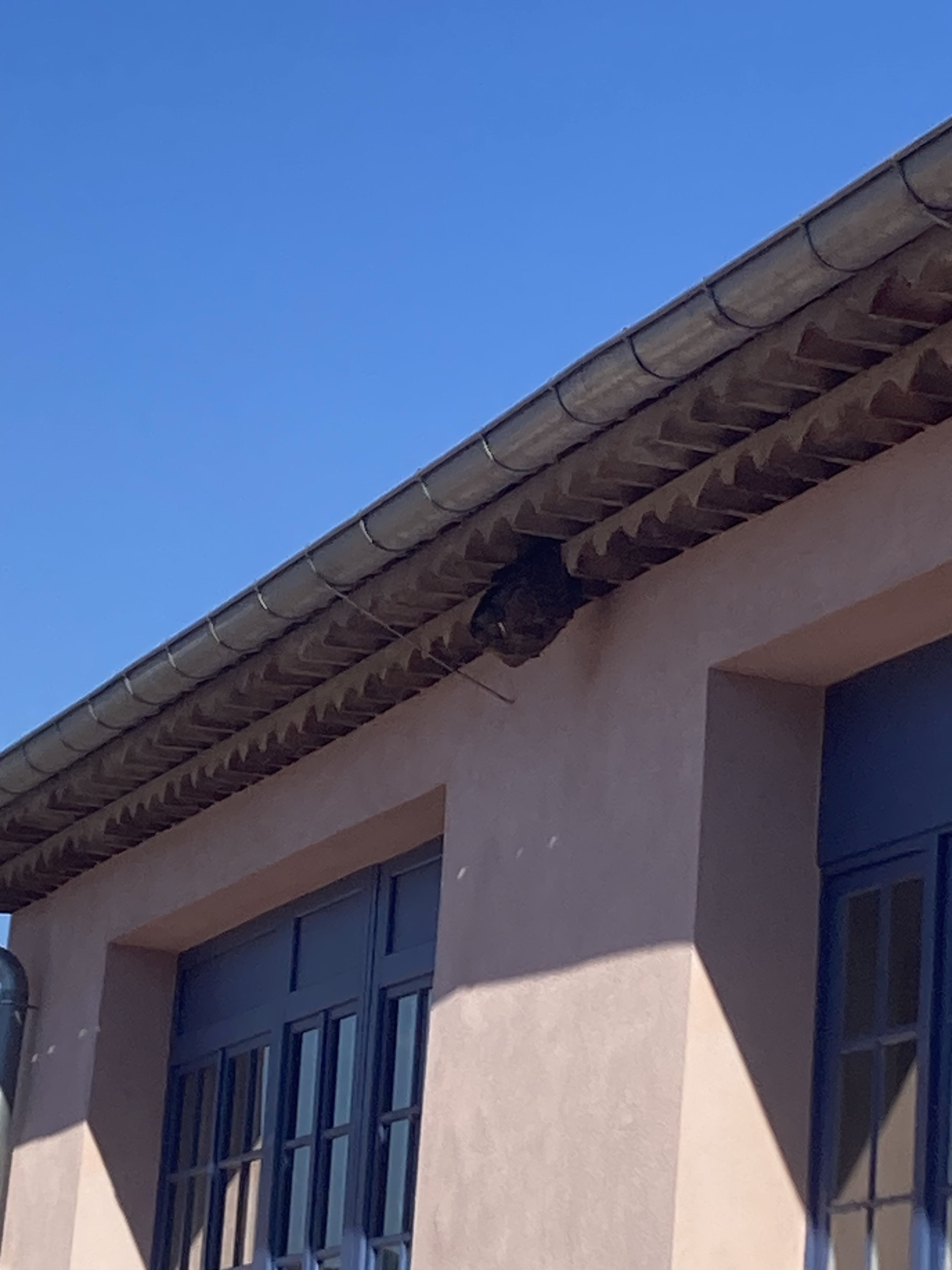 Nid de frelon asiatique à Cannes (06) — SignalNids