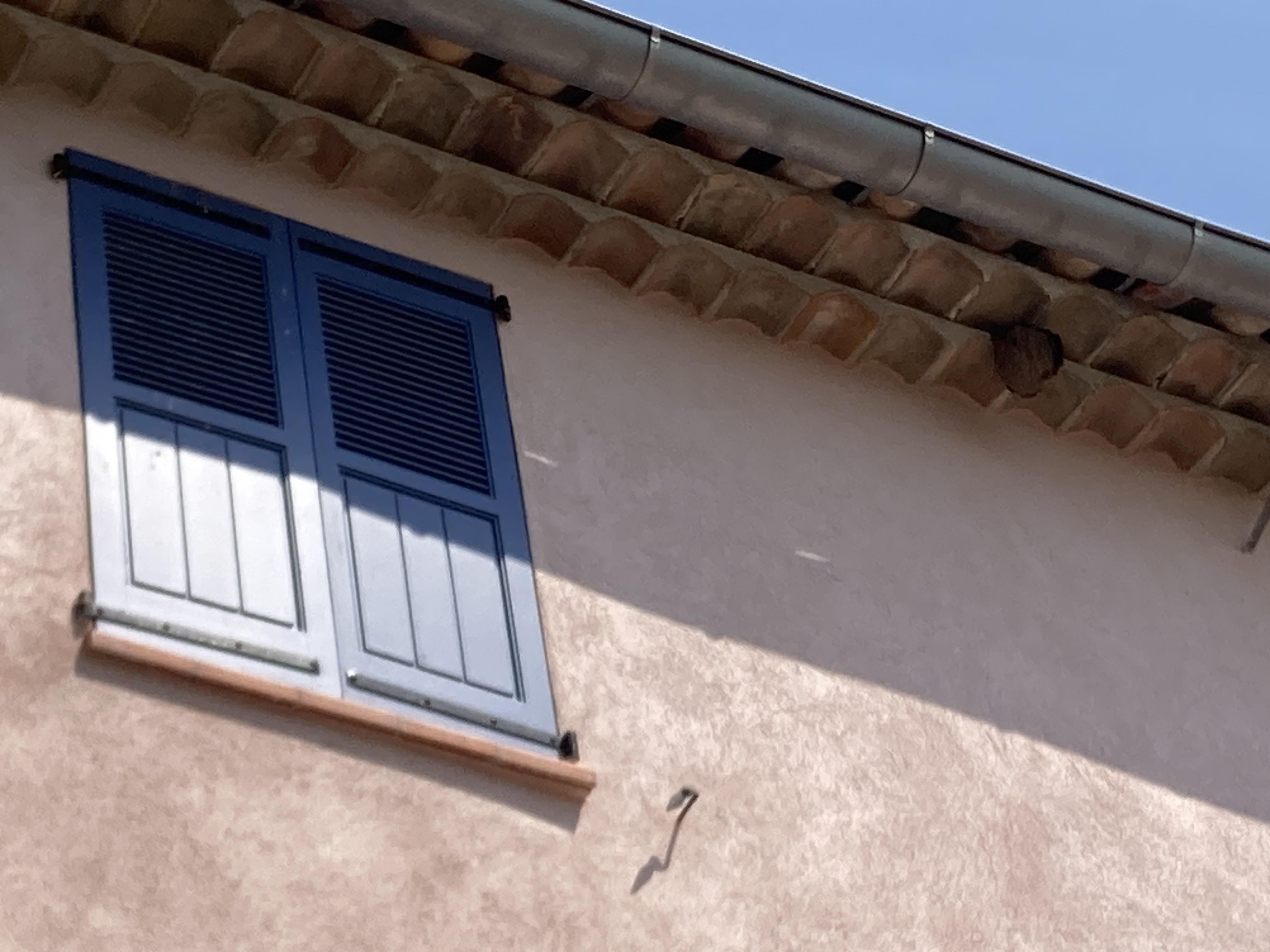 Nid de frelon asiatique à Cannes (06) — SignalNids