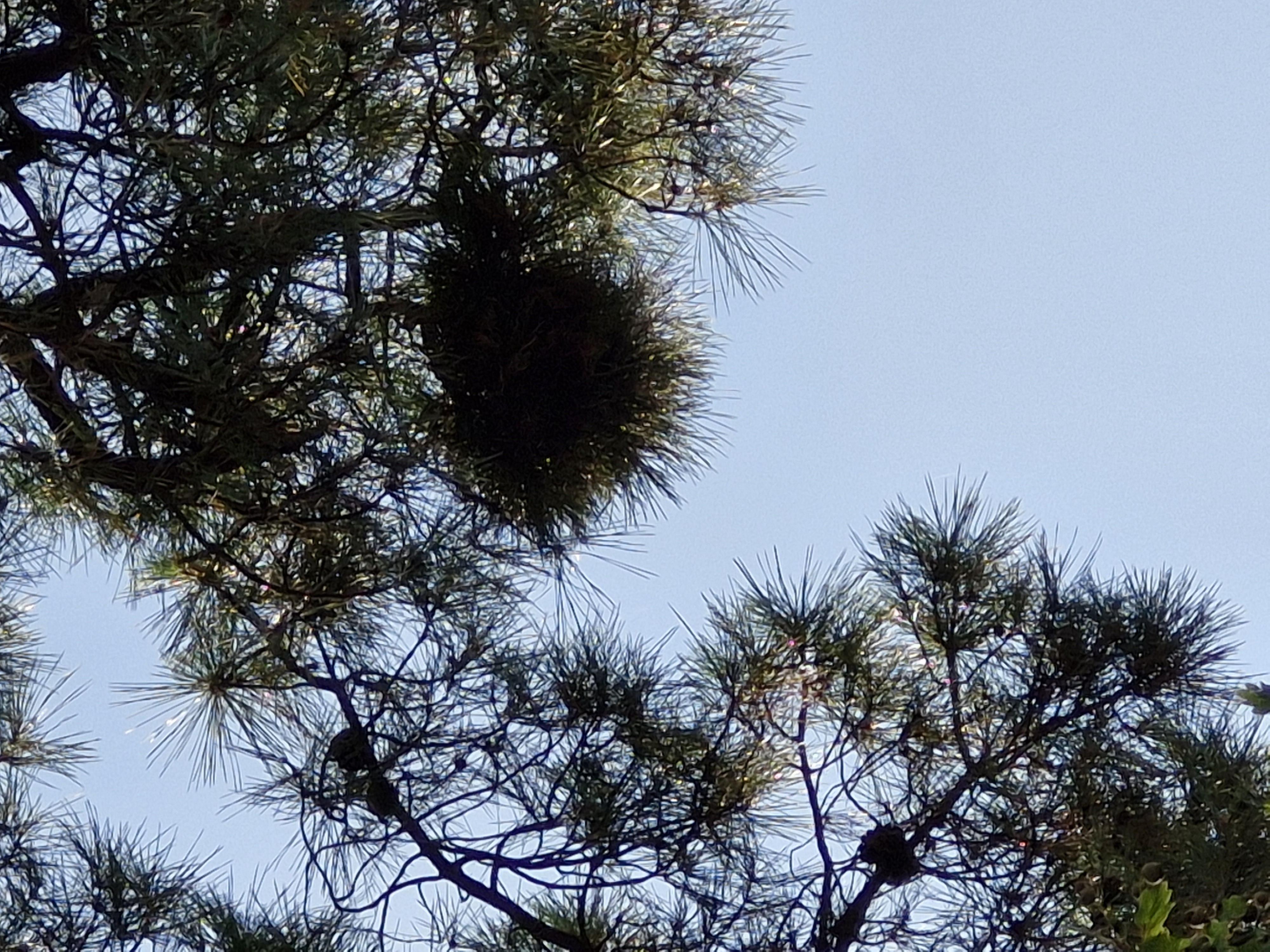Nid de frelon asiatique à Saint-Brevin-les-Pins (44) — SignalNids