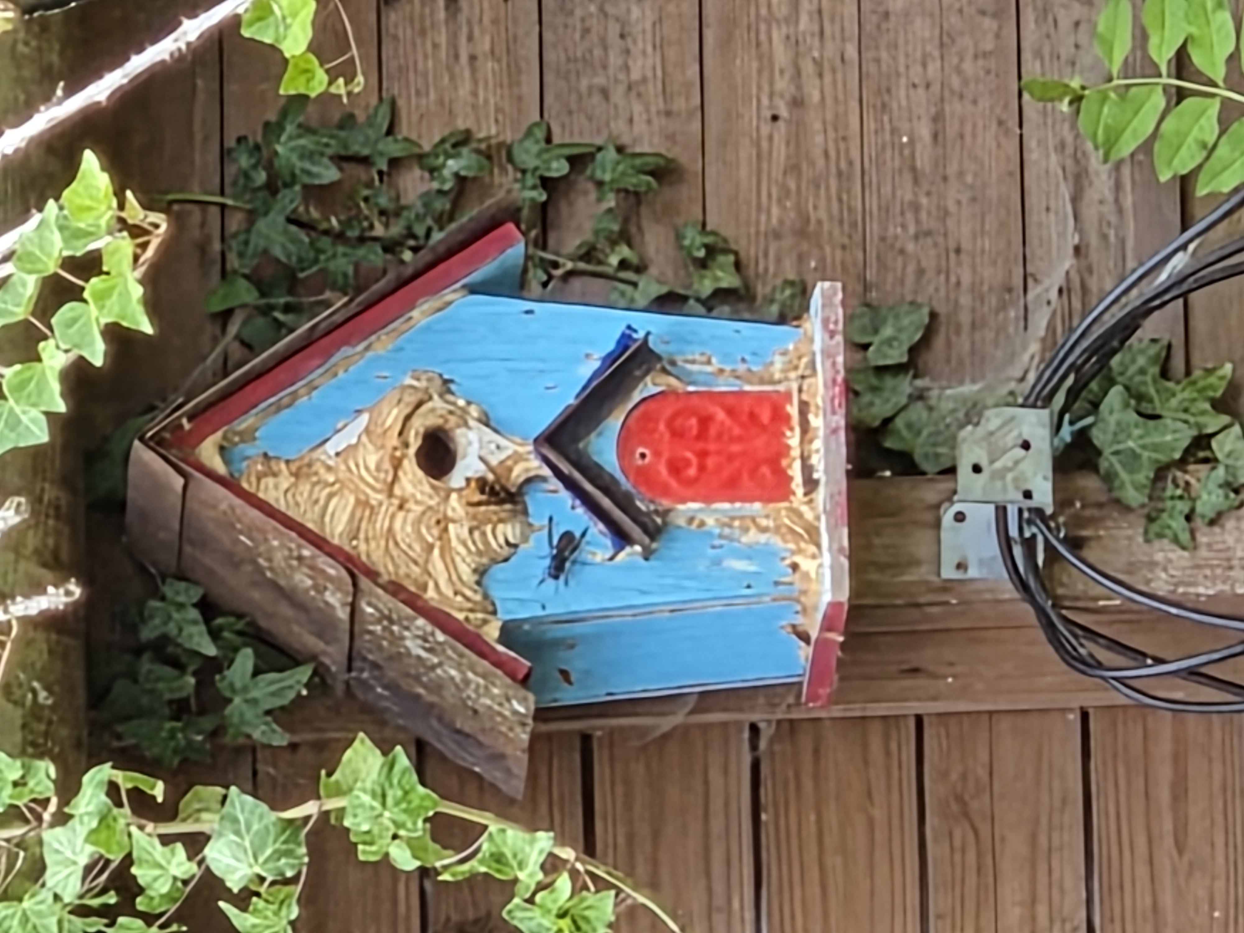 Nid de frelon asiatique à Sin-le-Noble (59) — SignalNids