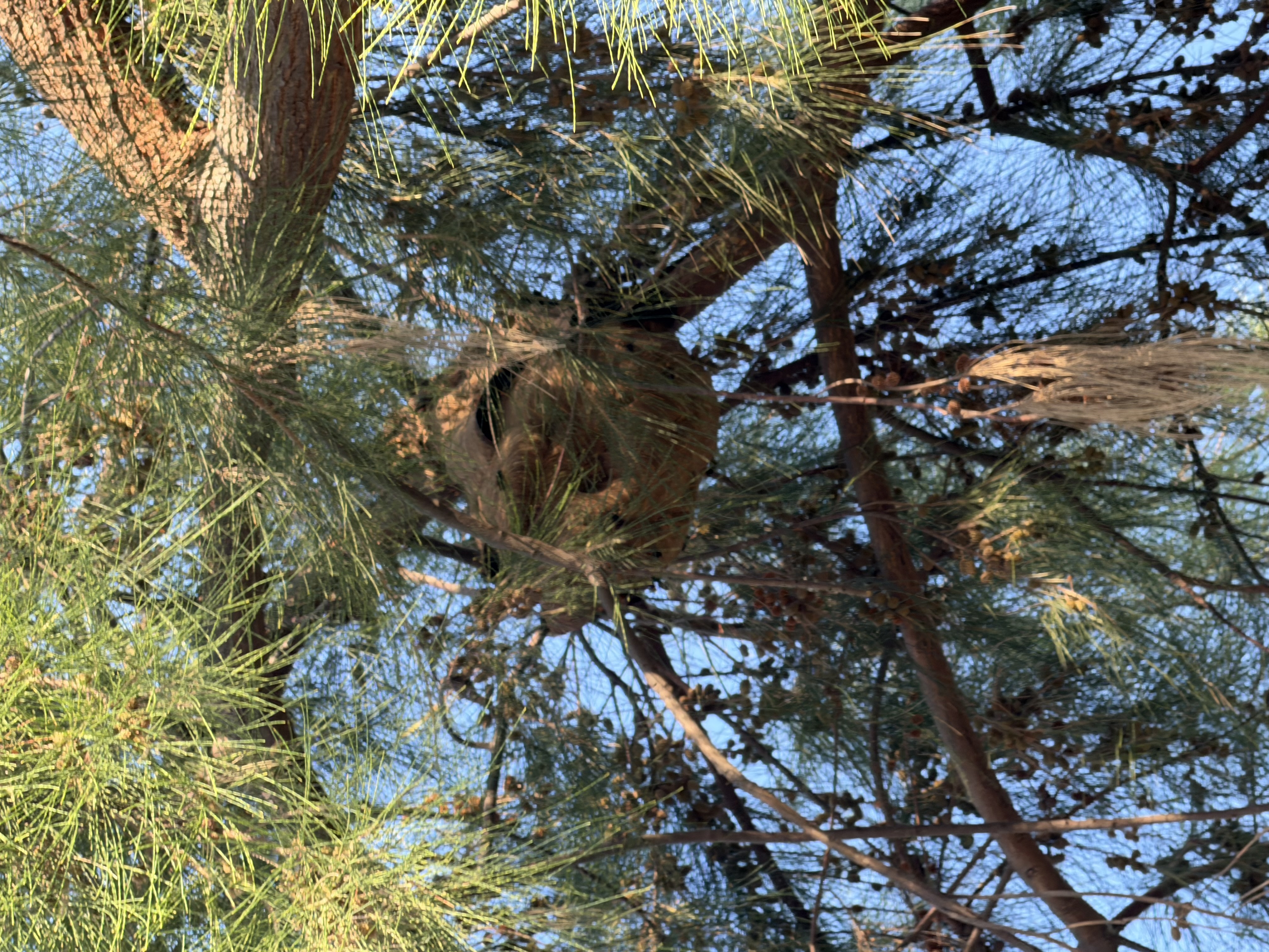 Nid de frelon asiatique à Antibes (06) — SignalNids