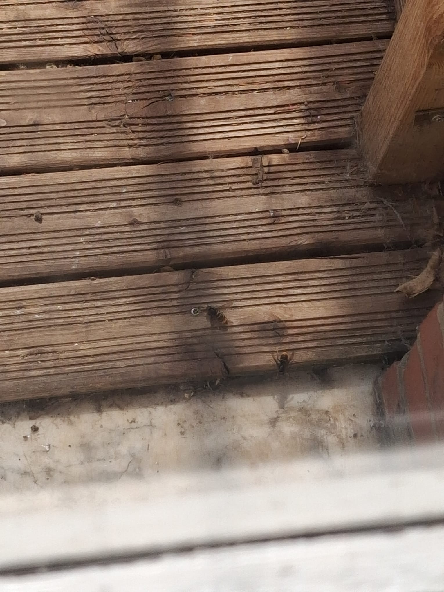 Nid de frelon asiatique à Marcq-en-Barœul (59) — SignalNids