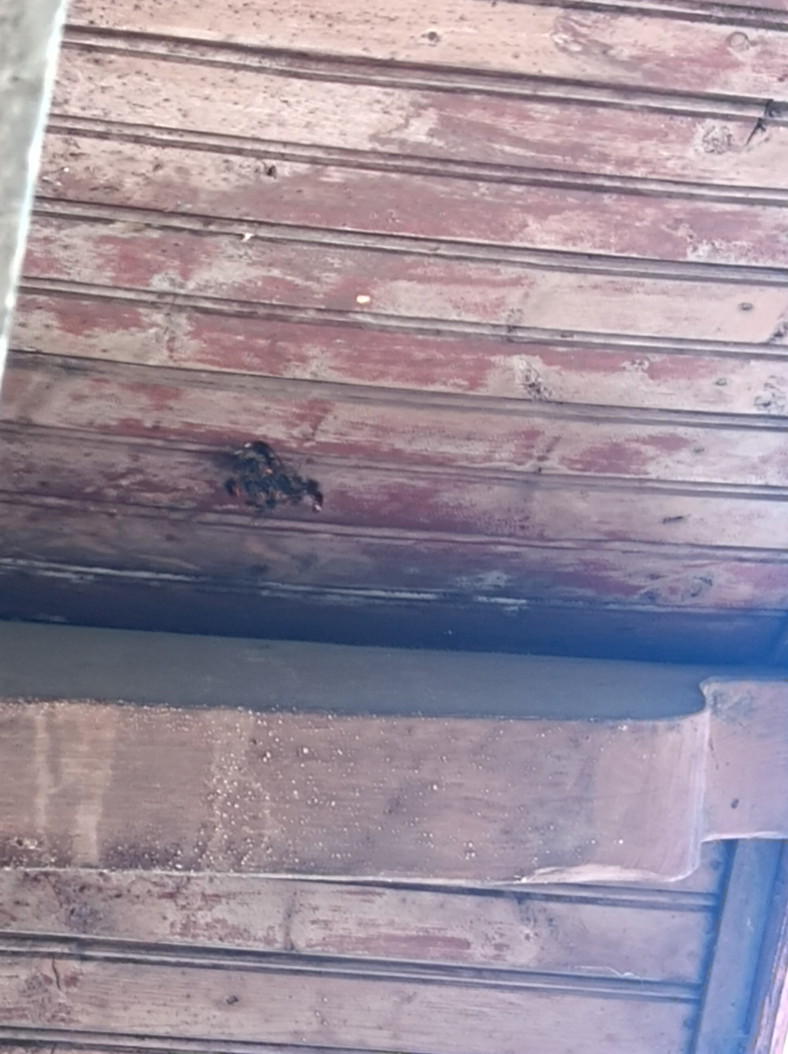 Nid de frelon asiatique à Besançon (25) — SignalNids