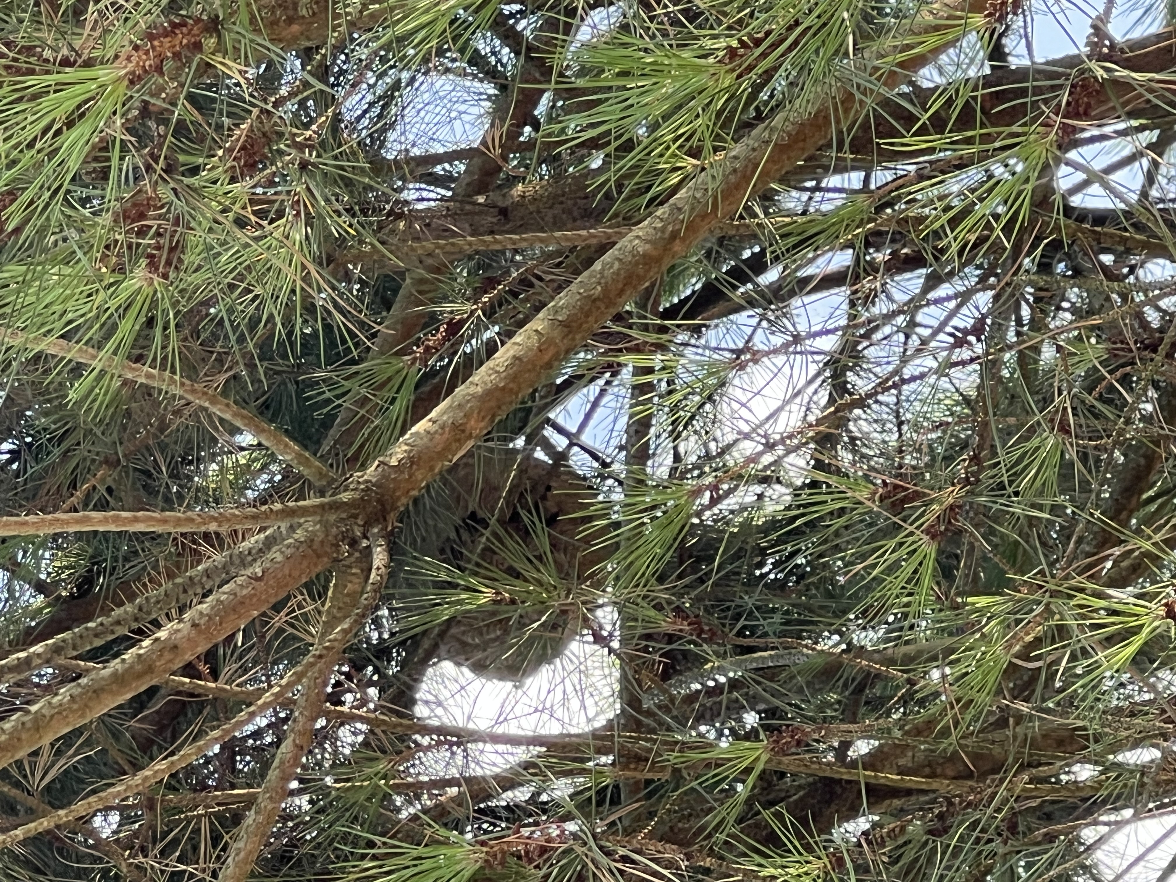 Nid de frelon asiatique à BOUGARBER (64) — SignalNids