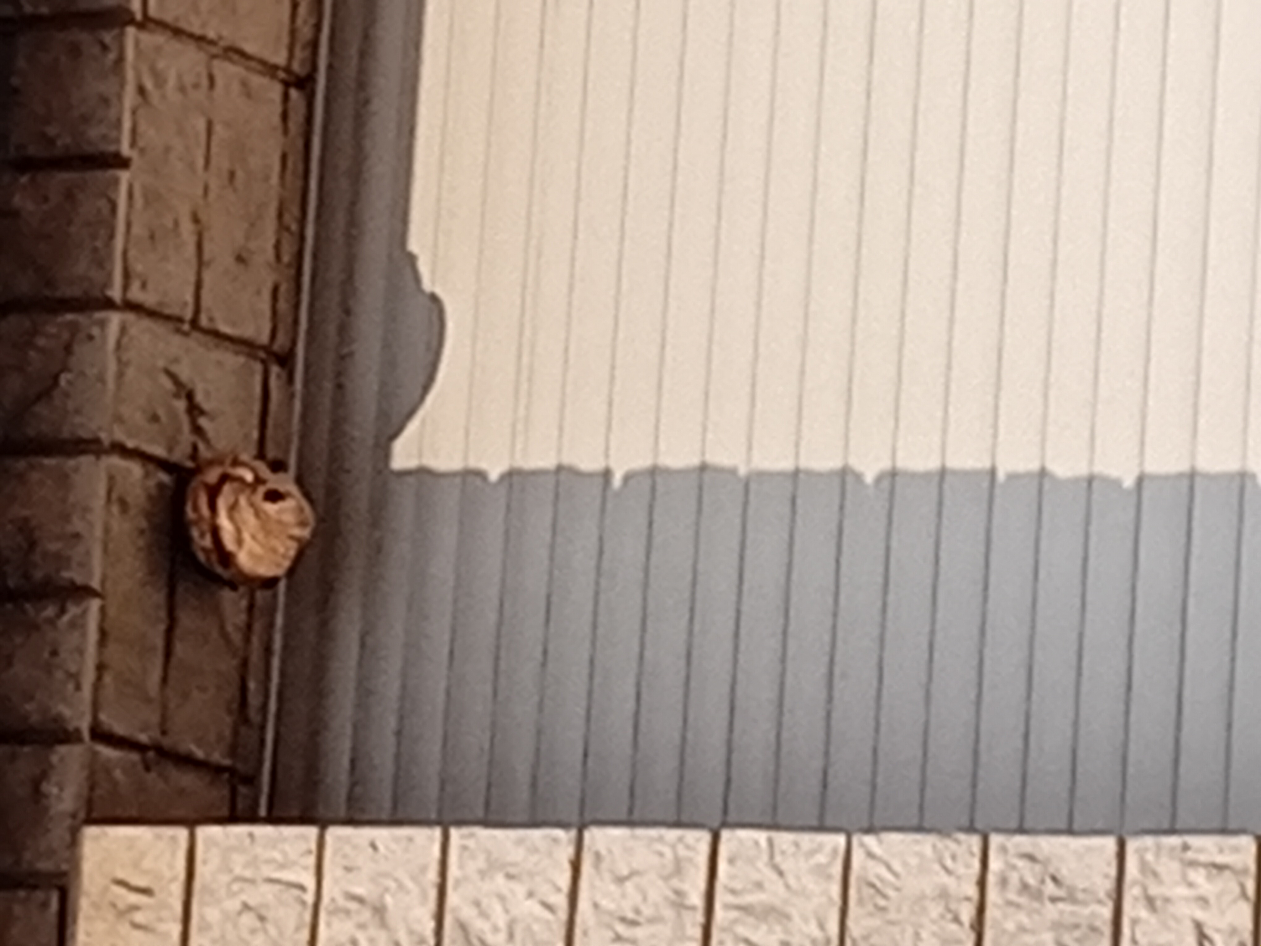 Nid de frelon asiatique à Loon-Plage (59) — SignalNids