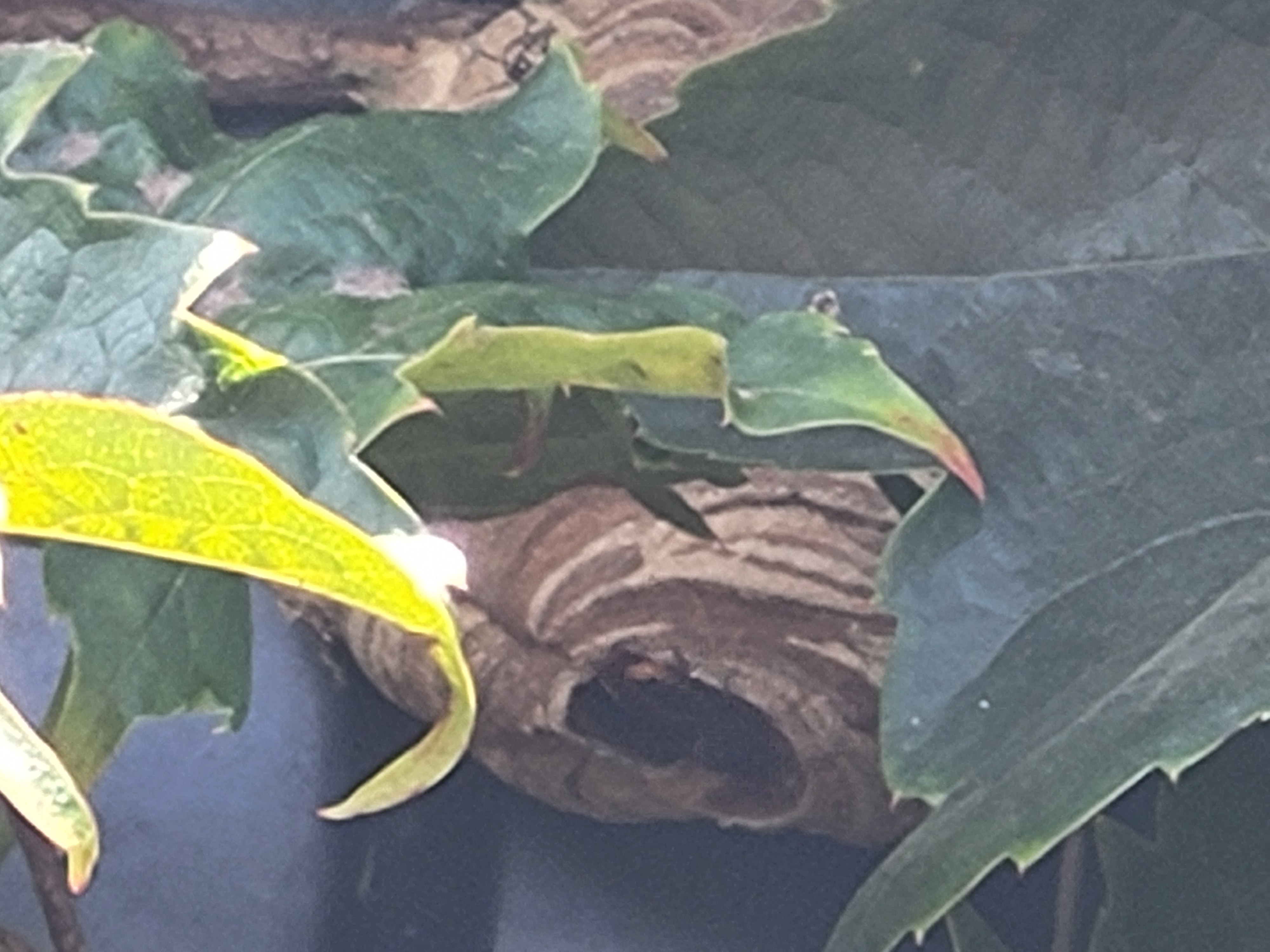 Nid de frelon asiatique à Le Mesnil-Amey (50) — SignalNids