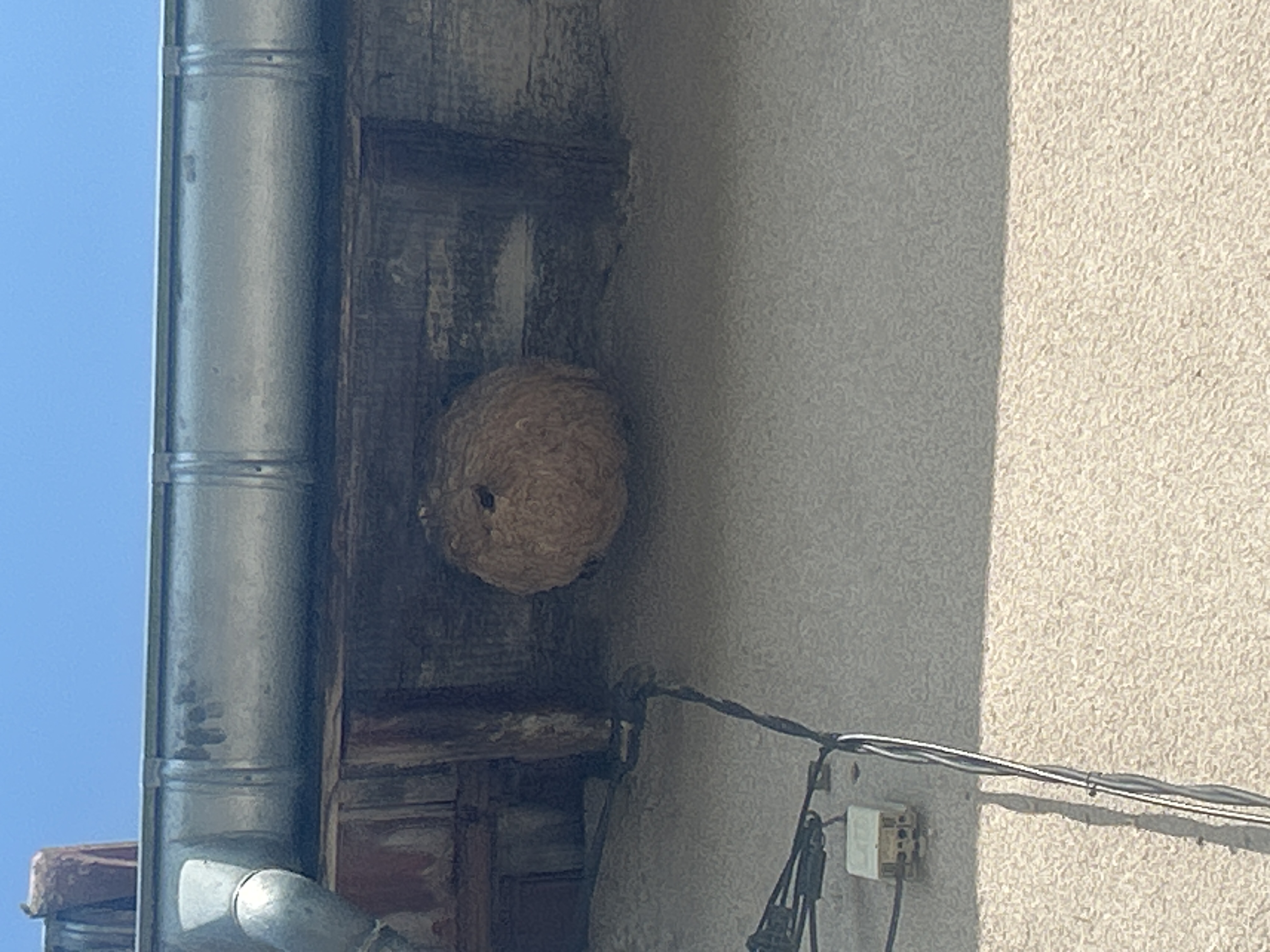 Nid de frelon asiatique à DOMBASLE SUR MEURTHE (54) — SignalNids