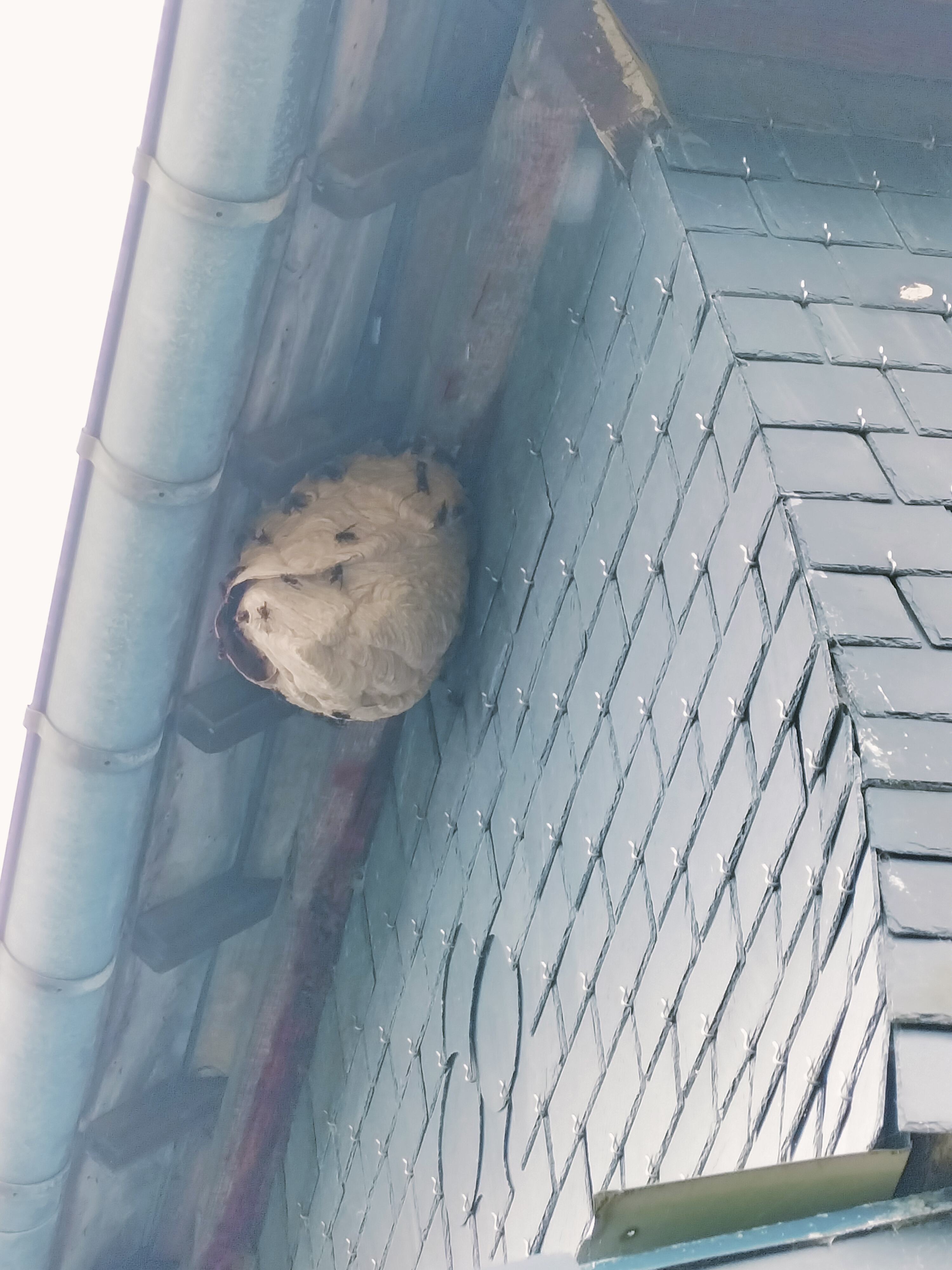 Nid de frelon asiatique à Pommerit-le-Vicomte (22) — SignalNids