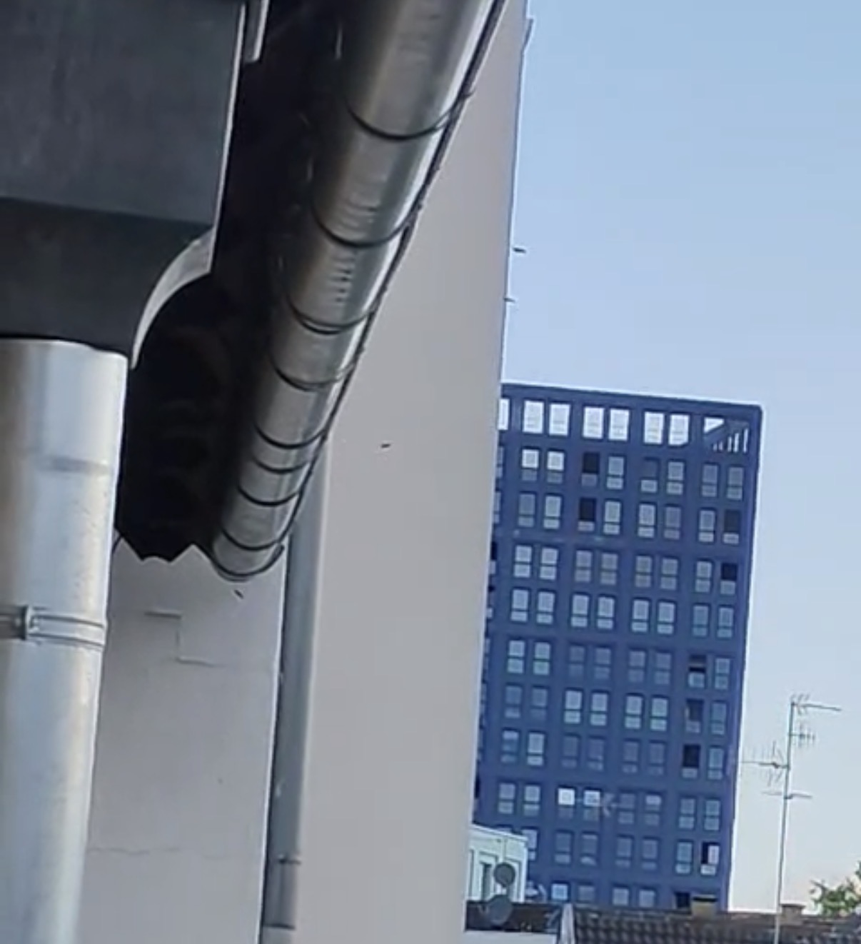 Nid / nuisance à Strasbourg (67) — SignalNids