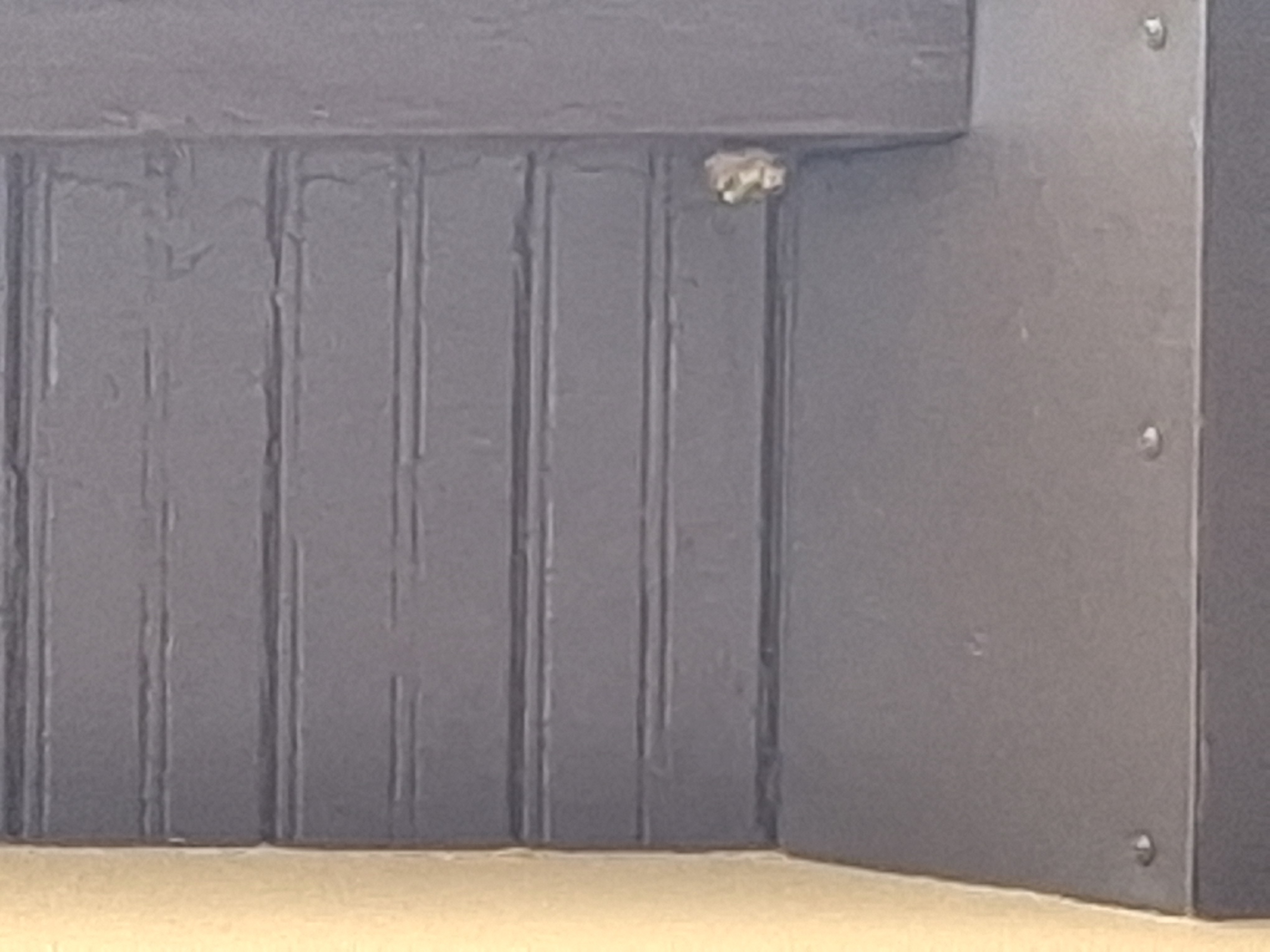 Nid de frelon asiatique à Bischheim (67) — SignalNids