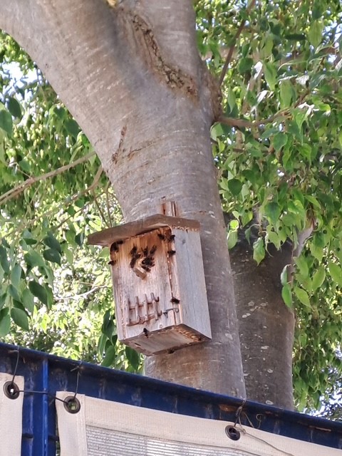 Nid de frelon asiatique à Marseille (13) — SignalNids