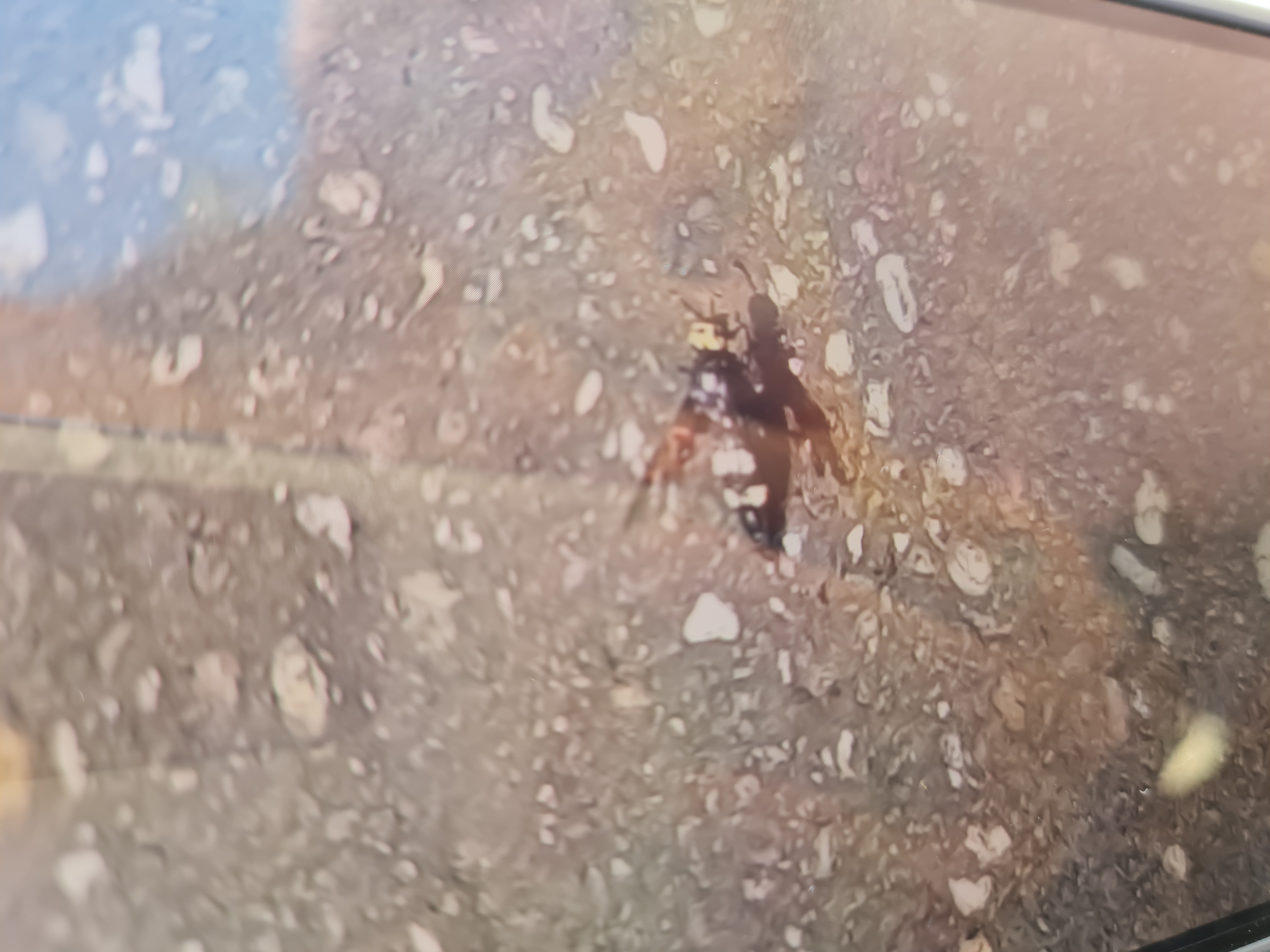 Nid / nuisance à Le Lavandou (83) — SignalNids