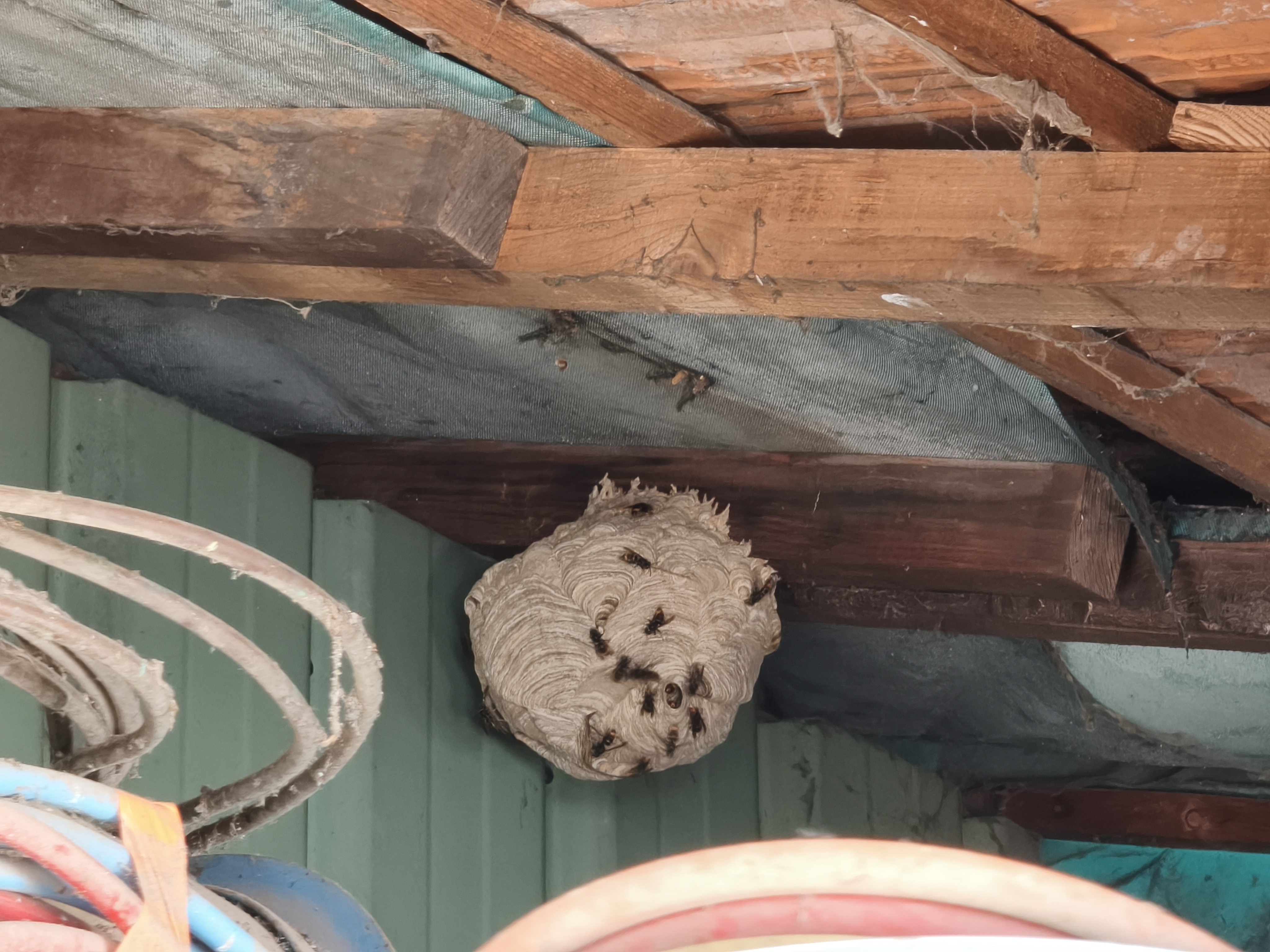 Nid de frelon asiatique à St simeon de bressieux (38) — SignalNids