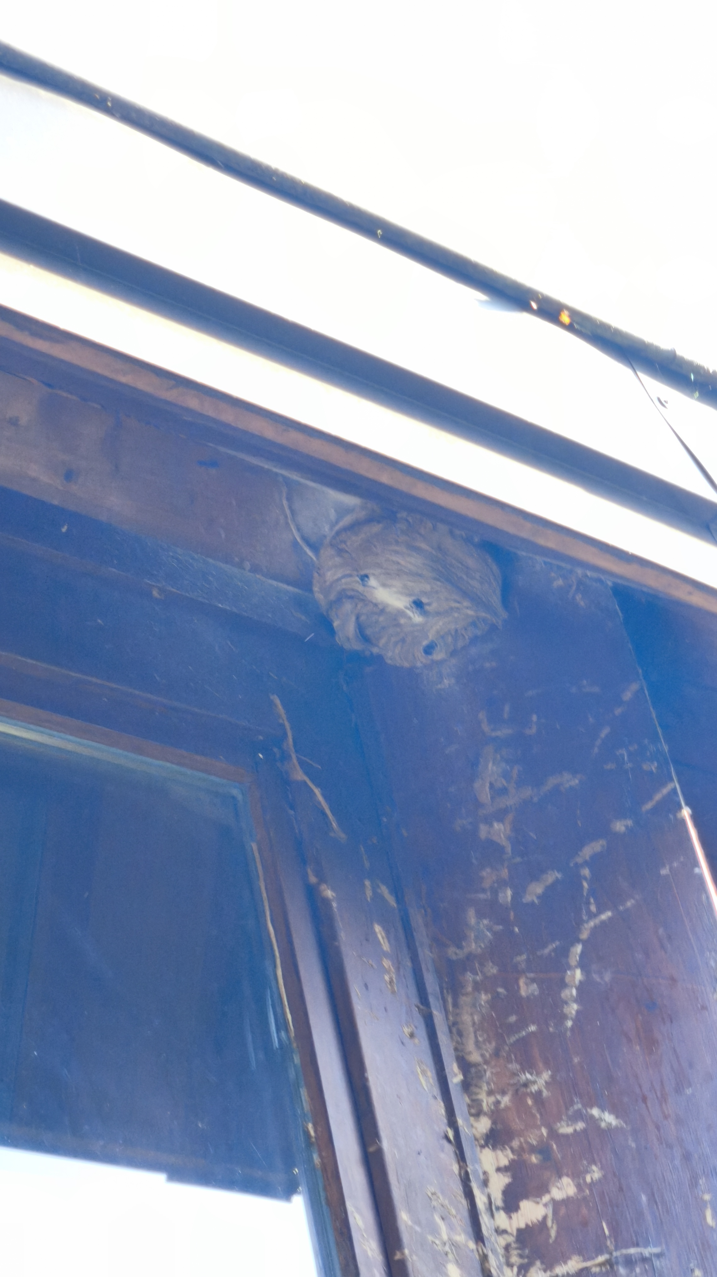 Nid de frelon asiatique à Erckartswiller (67) — SignalNids