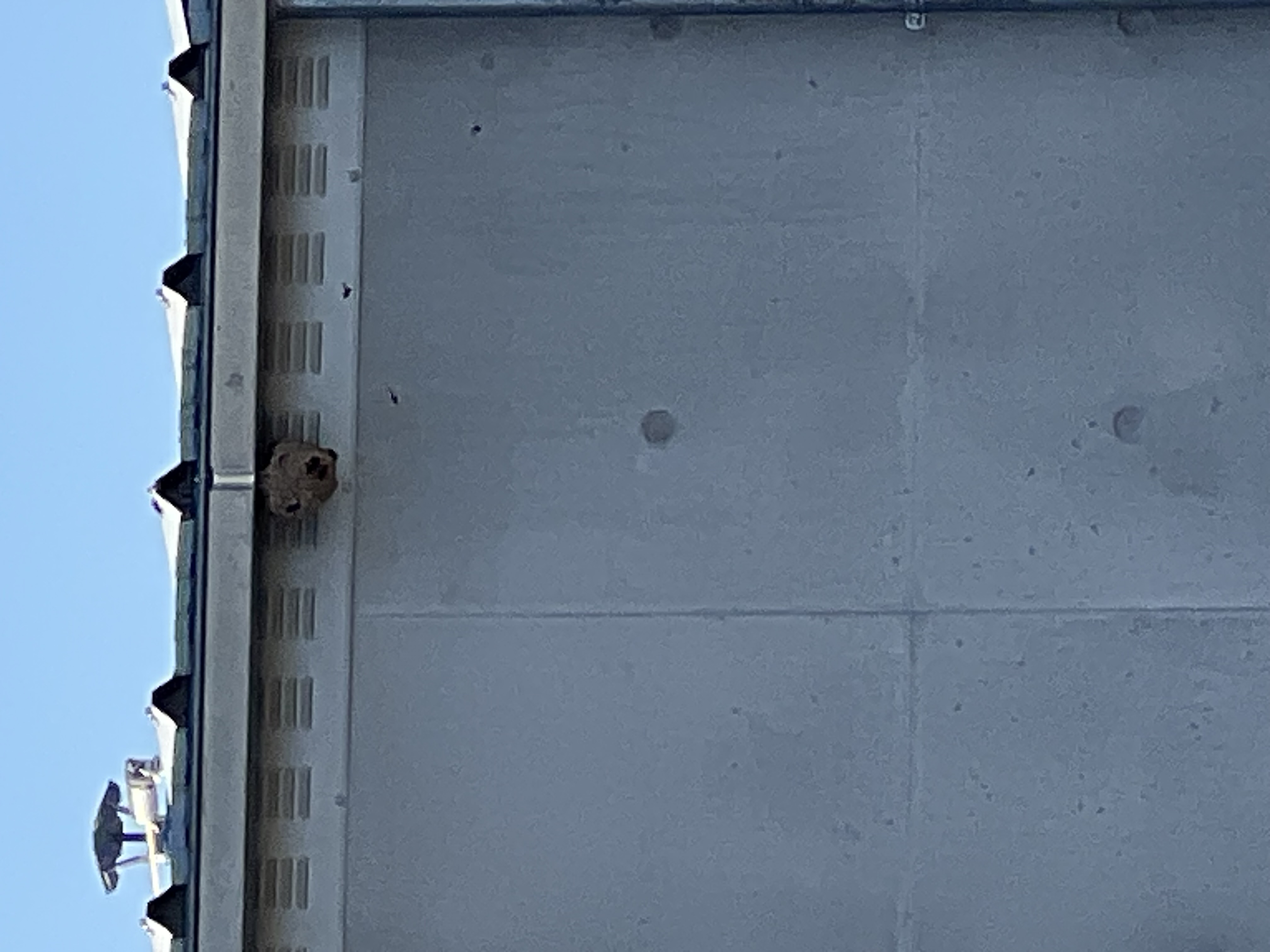 Nid de frelon asiatique à Bordeaux (33) — SignalNids
