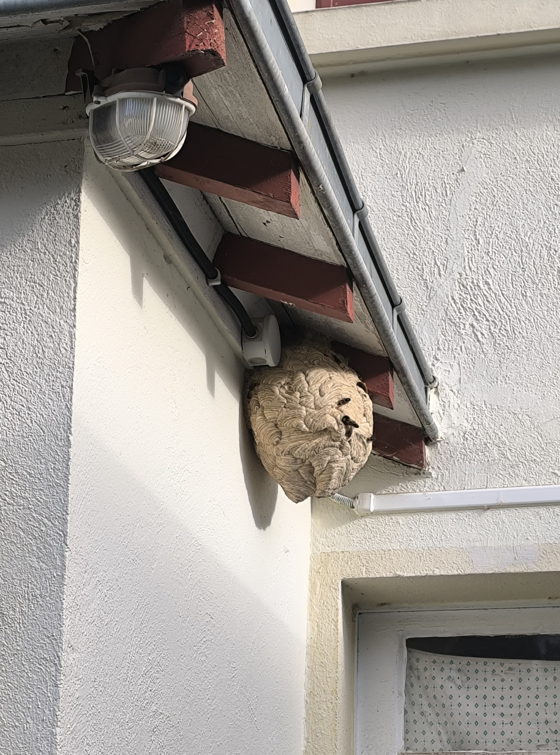 Nid de frelon asiatique à ST BRIEUC (22) — SignalNids