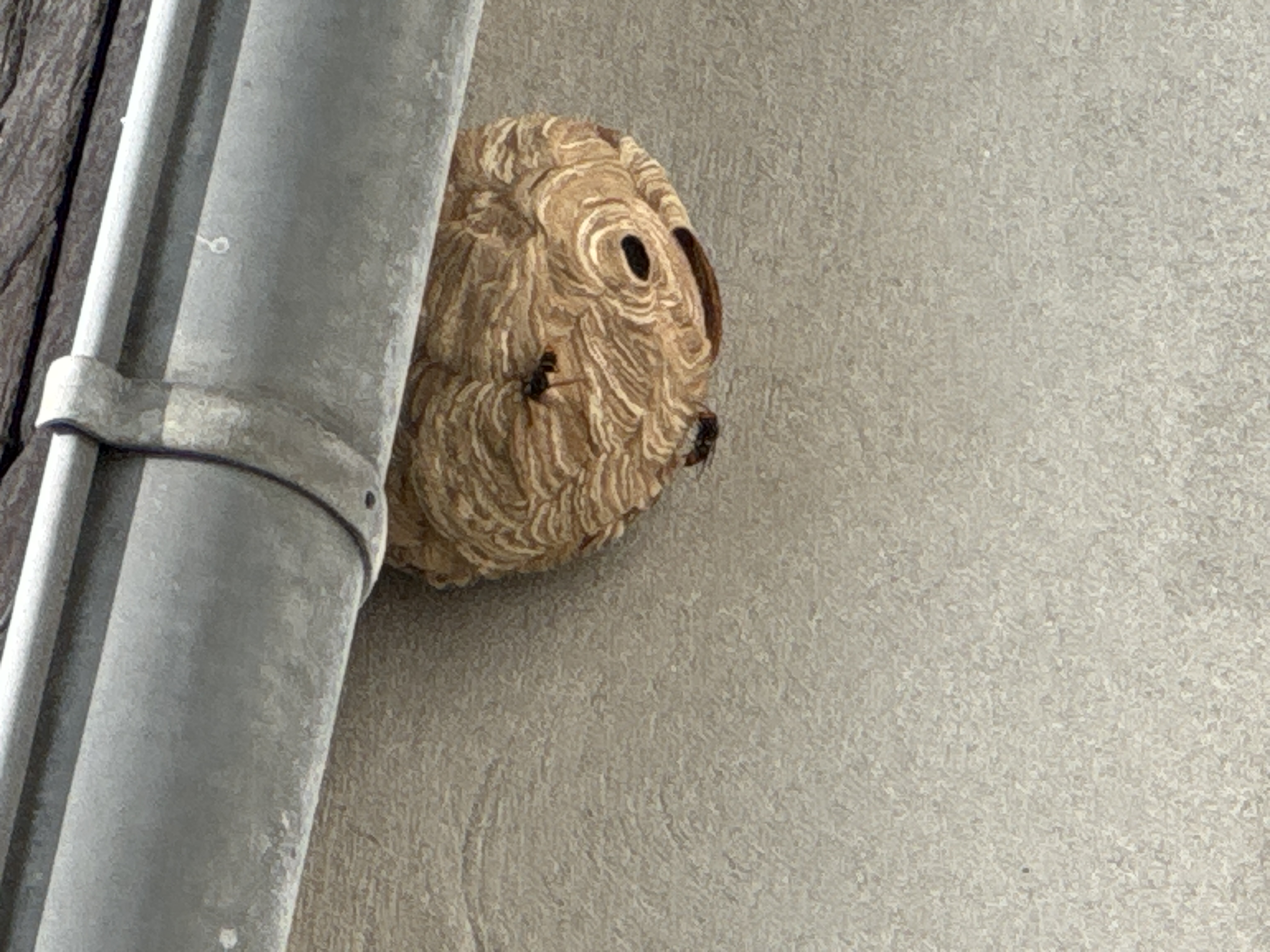 Nid de frelon asiatique à Saint-Renan (29) — SignalNids