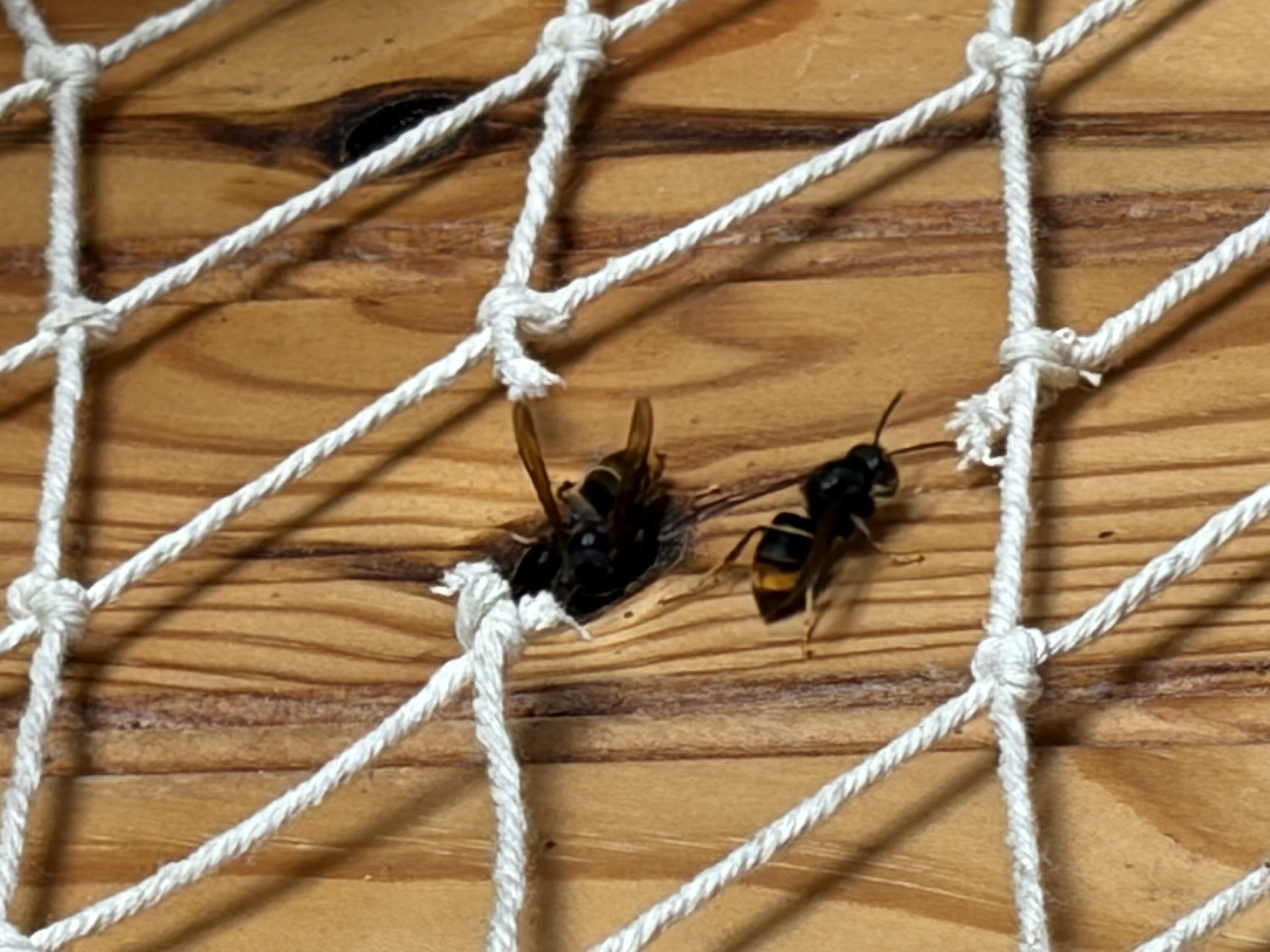Nid de frelon asiatique à Perros-Guirec (22) — SignalNids