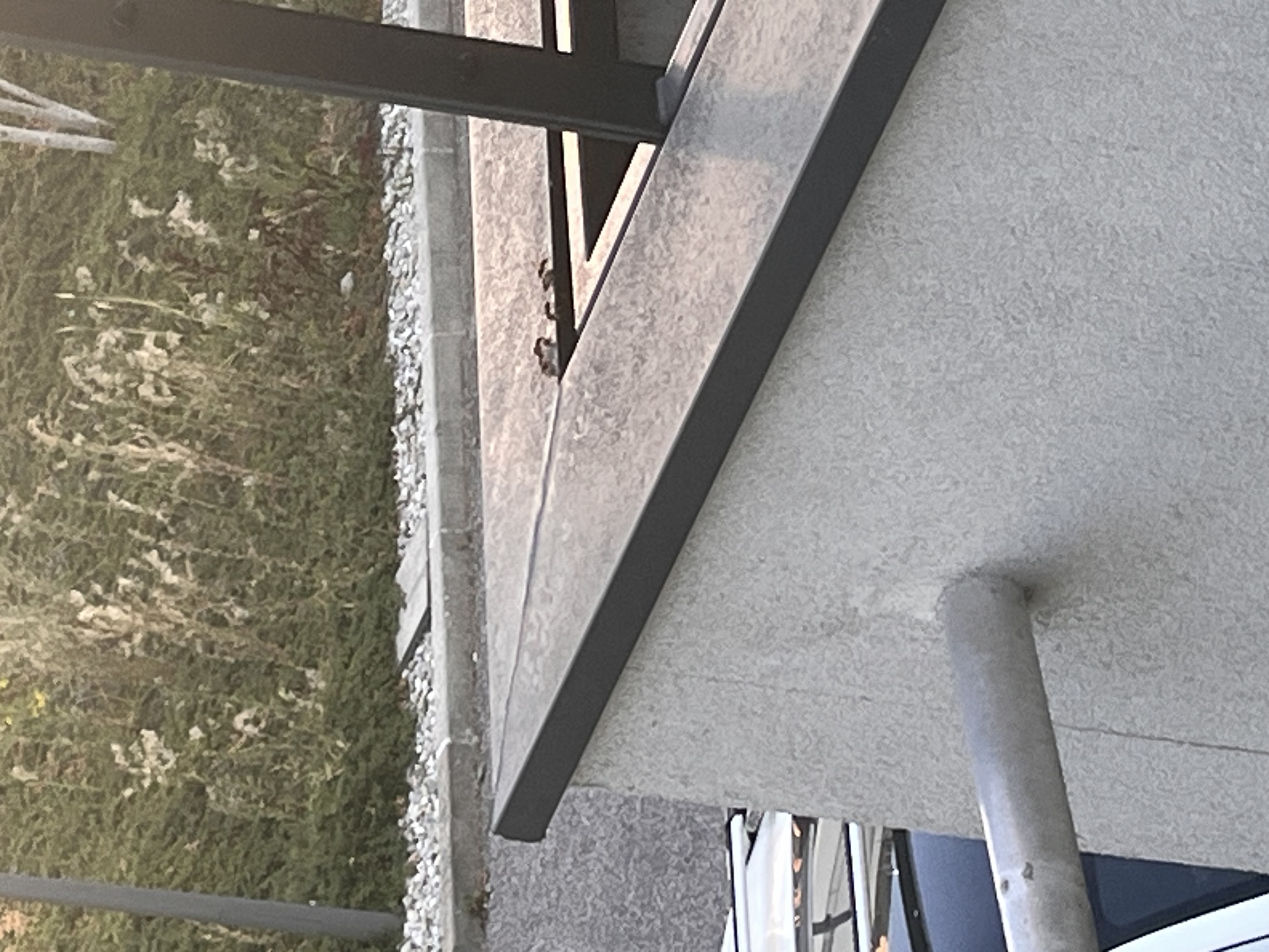 Nid de frelon asiatique à Annecy (74) — SignalNids