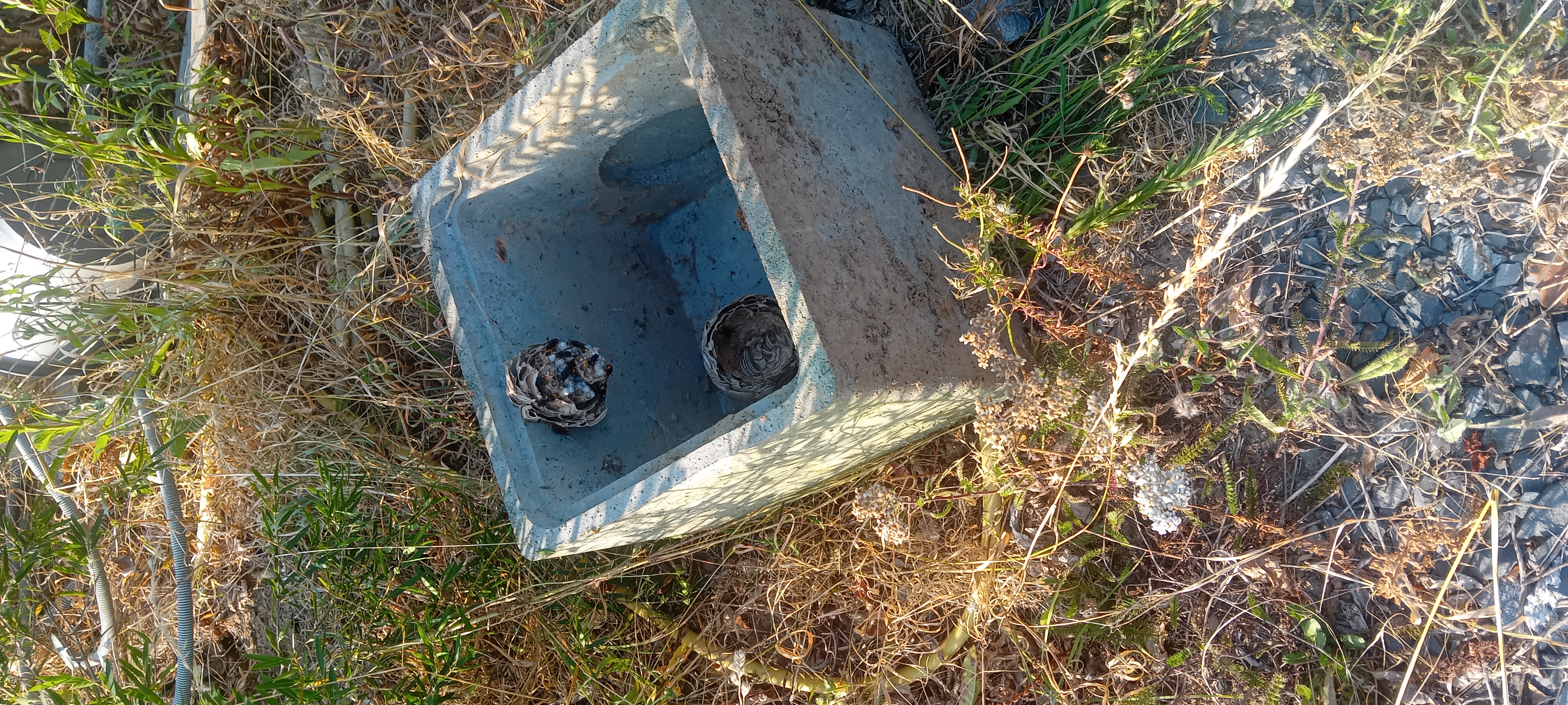 Nid de frelon asiatique à Coudray-Rabut (14) — SignalNids