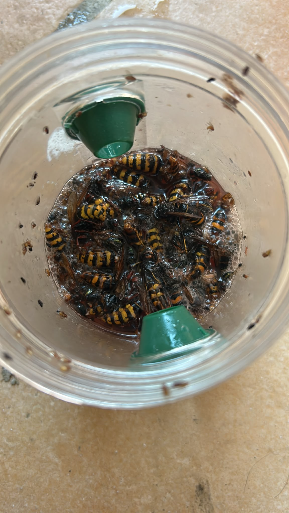 Nid de frelon asiatique à Six-Fours-les-Plages (83) — SignalNids