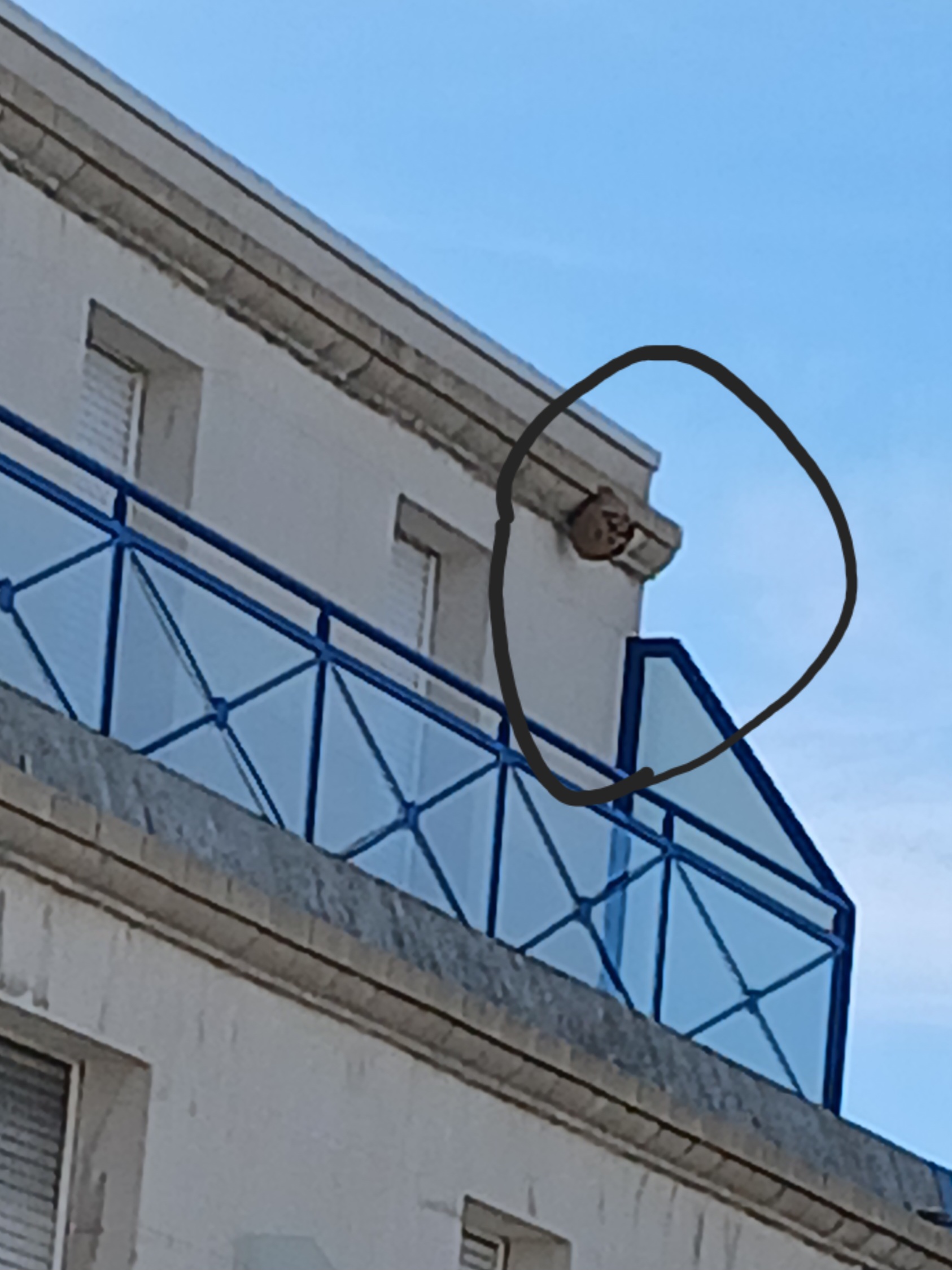 Nid / nuisance à Le Havre (76) — SignalNids