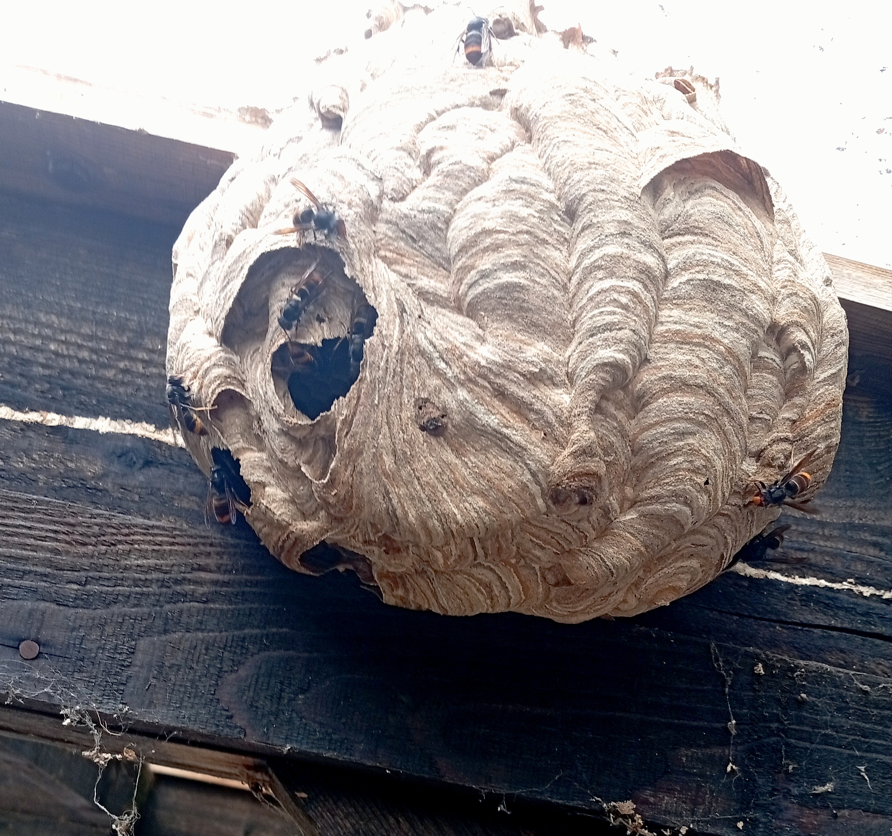 Nid de frelon asiatique à Rives-en-Seine (76) — SignalNids