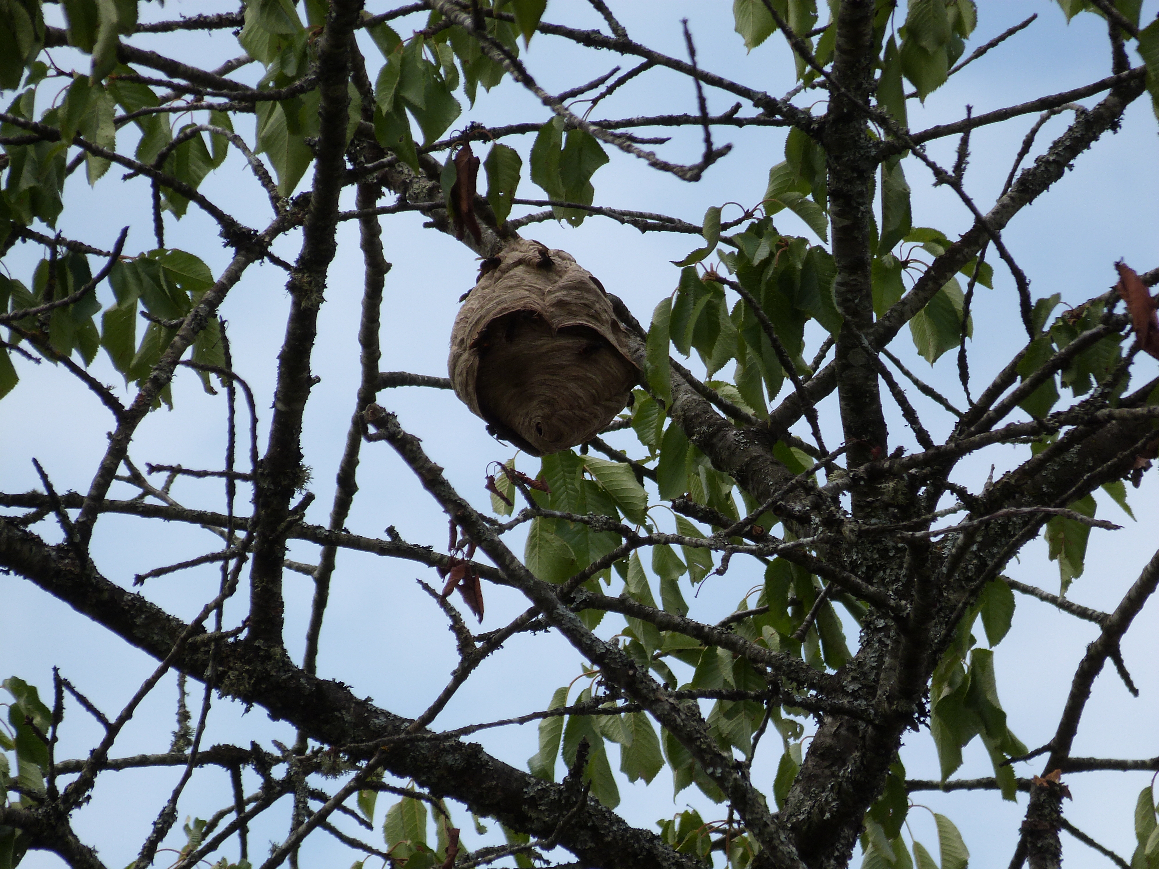 Nid de frelon asiatique à Lamazière-Basse (19) — SignalNids