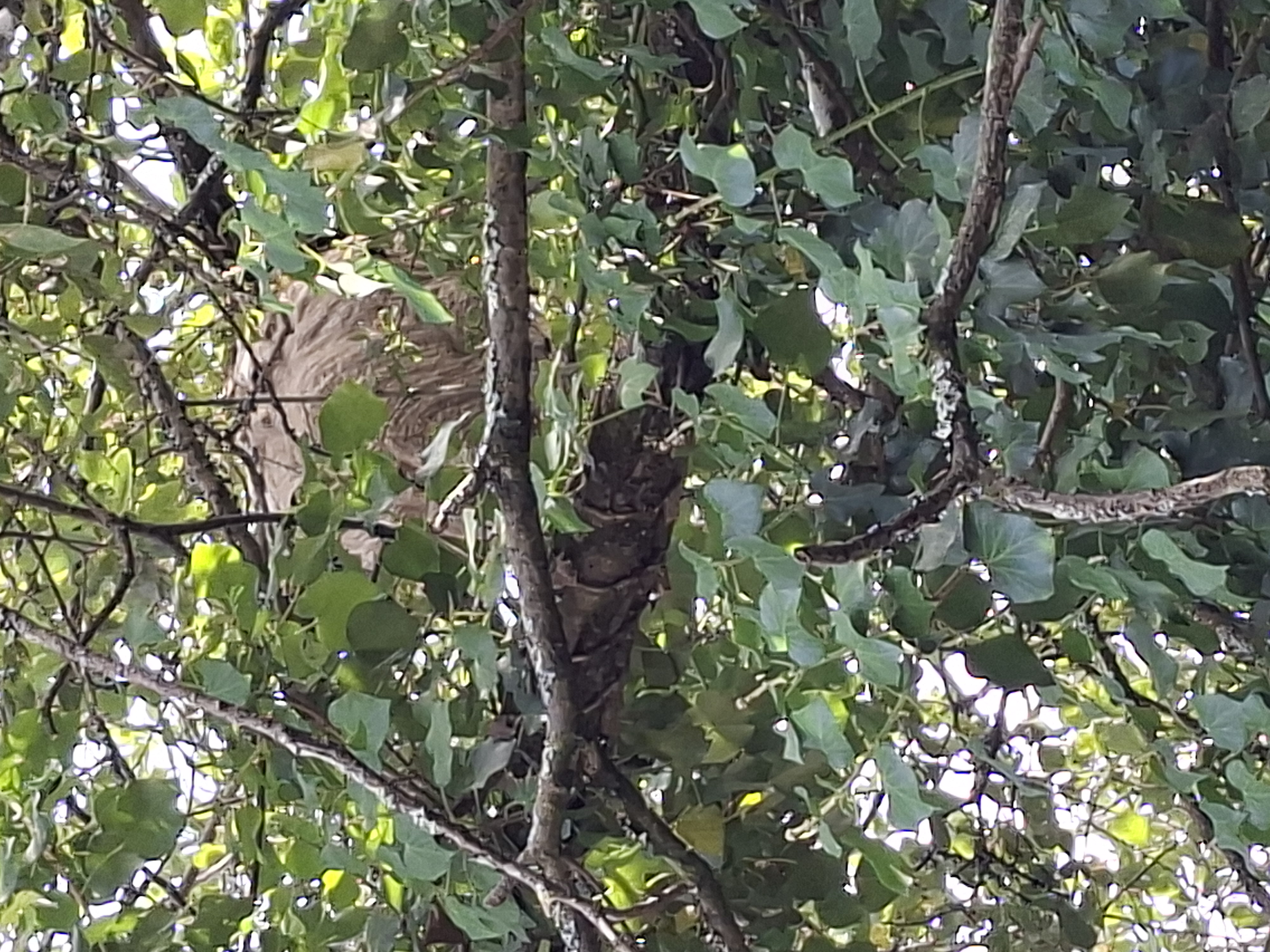 Nid de frelon asiatique à Châteaulin (29) — SignalNids