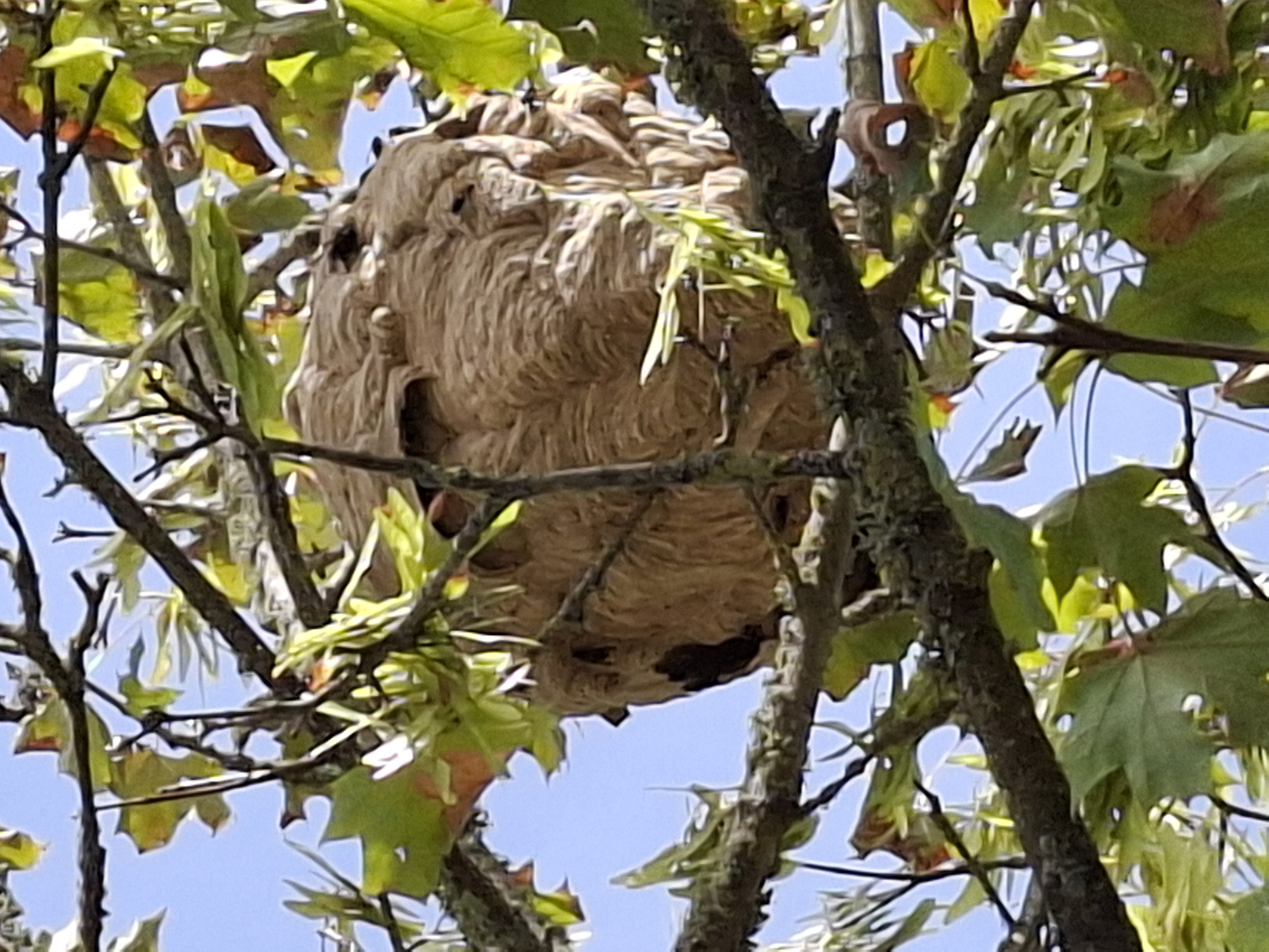Nid de frelon asiatique à Saint-Herblain (44) — SignalNids