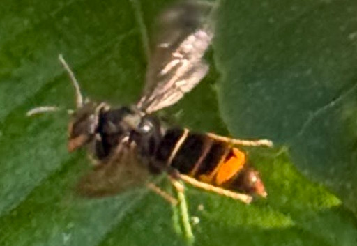 Nid de frelon asiatique à La Seyne-sur-Mer (83) — SignalNids