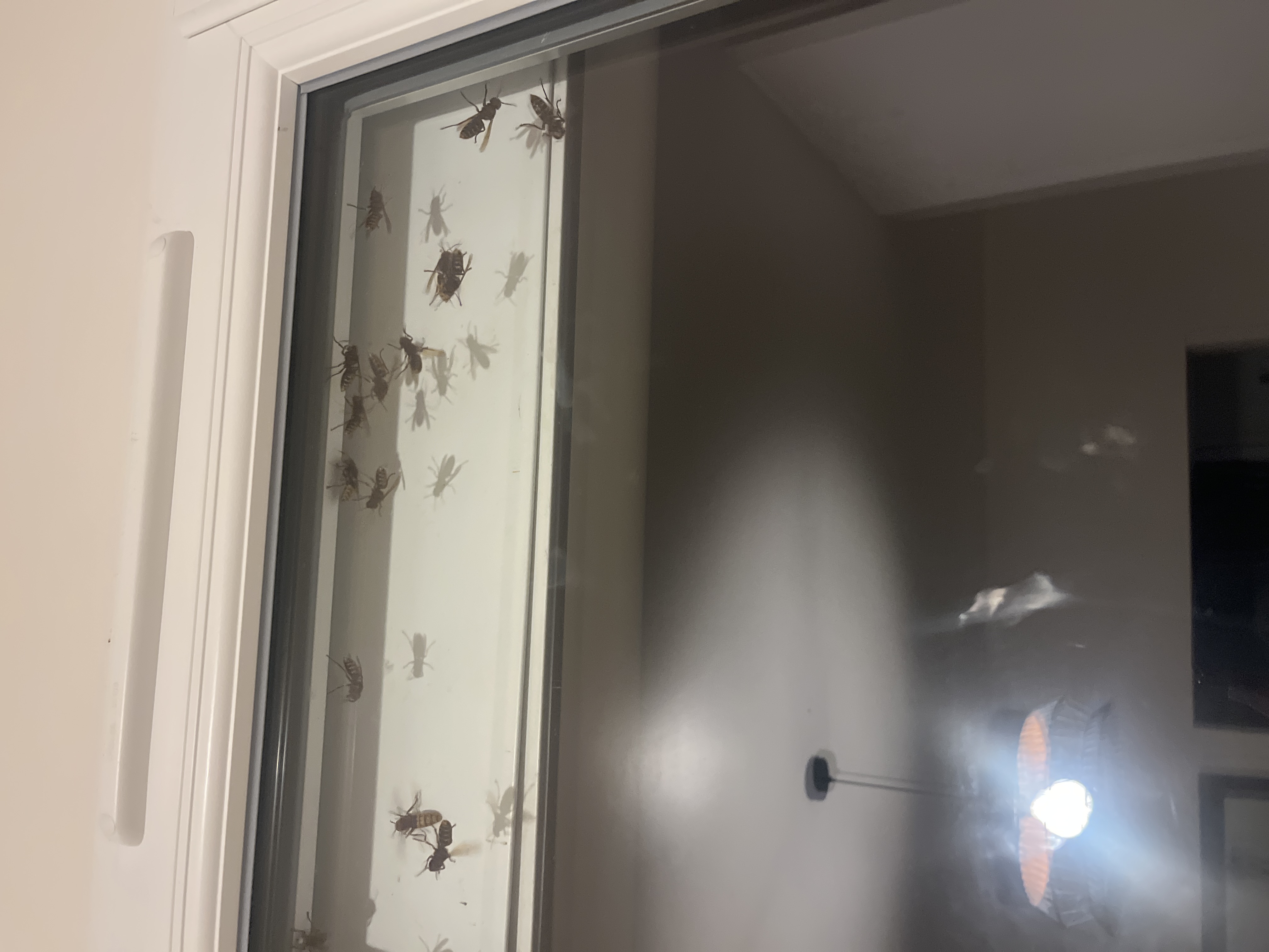 Nid / nuisance à Saint-Pée-sur-Nivelle (64) — SignalNids