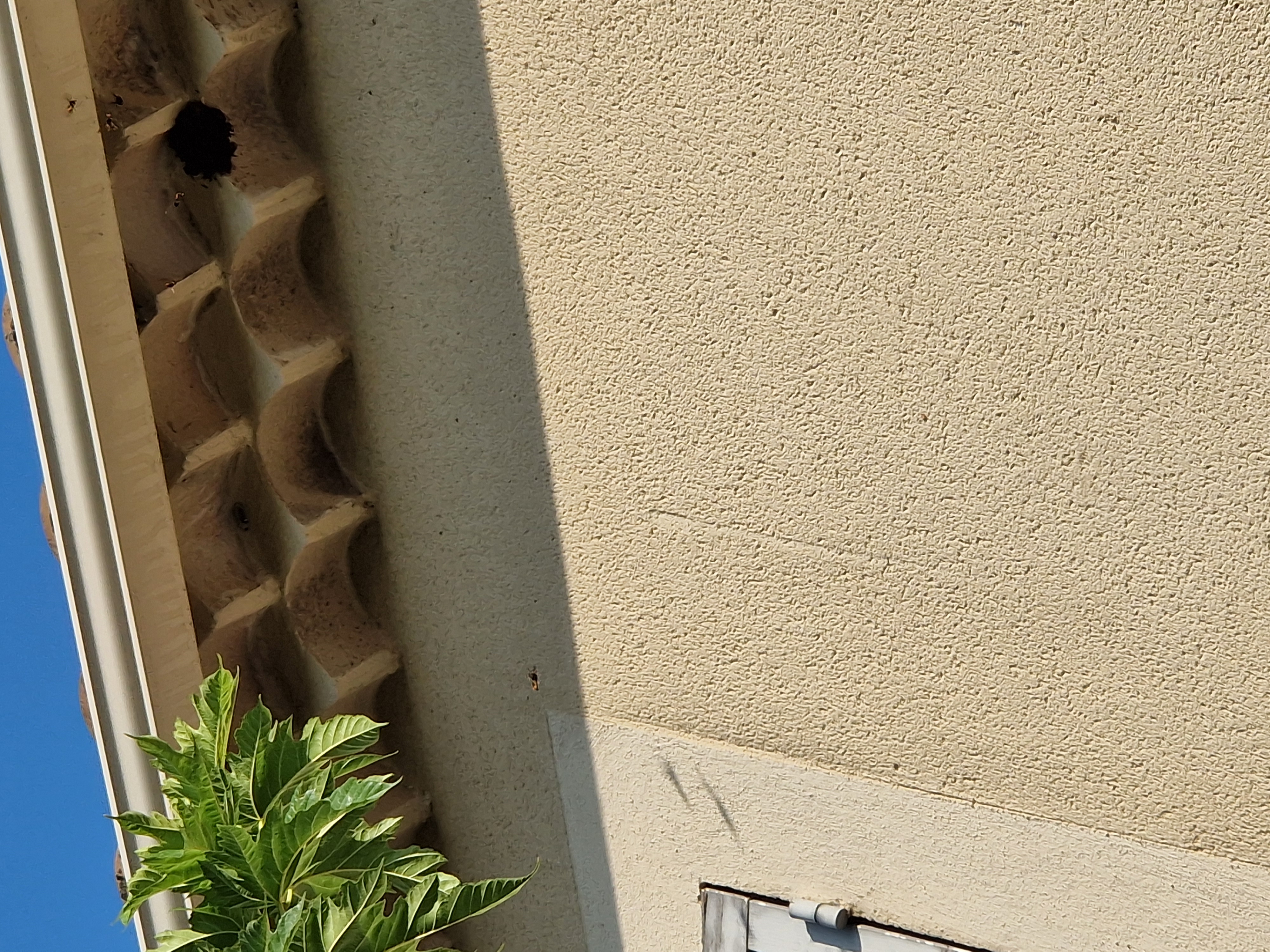 Nid / nuisance à Loriol-du-Comtat (84) — SignalNids