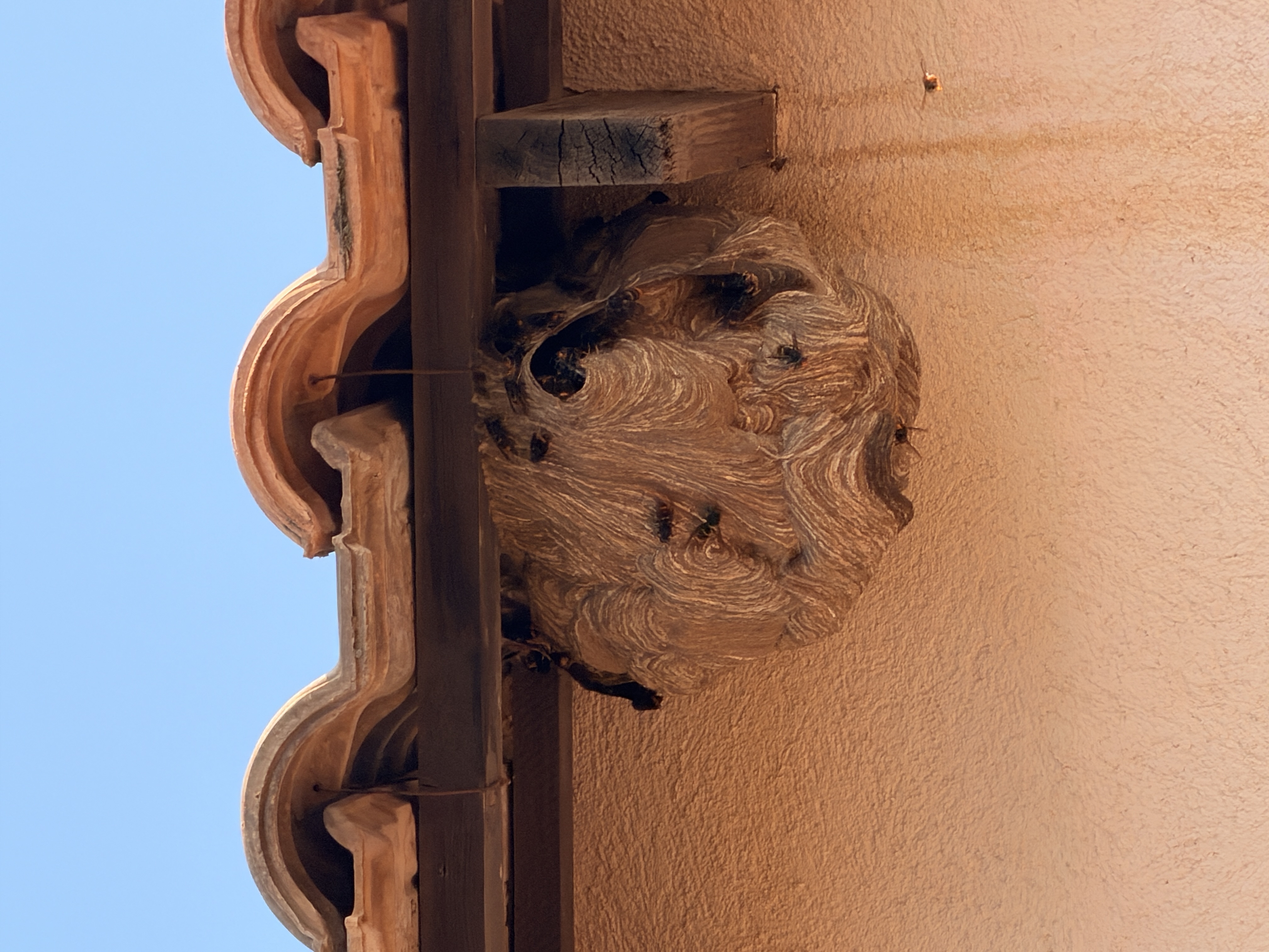 Nid de frelon asiatique à Bandol (83) — SignalNids
