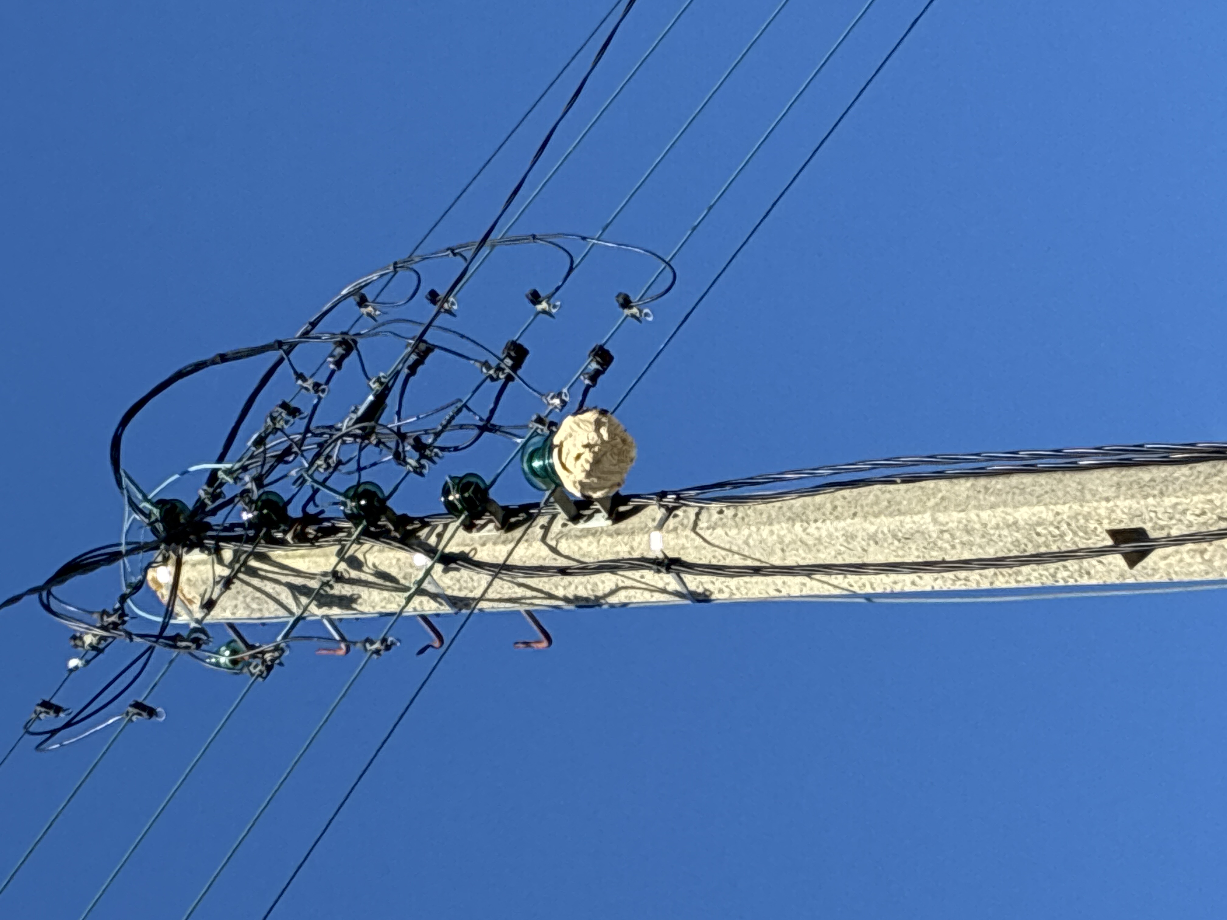 Nid de frelon asiatique à Plougonvelin (29) — SignalNids