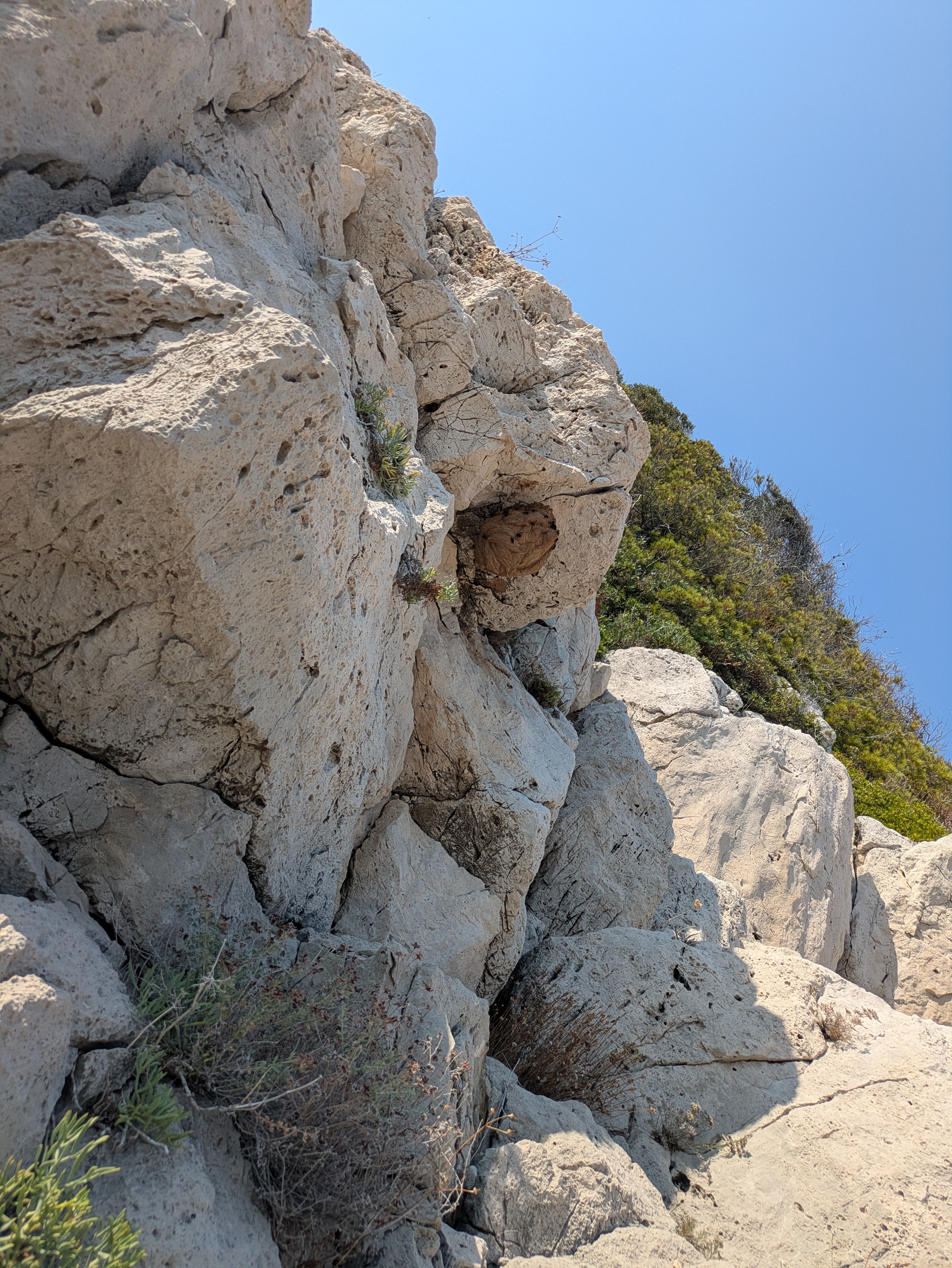 Nid de frelon asiatique à Saint-Jean-Cap-Ferrat (06) — SignalNids
