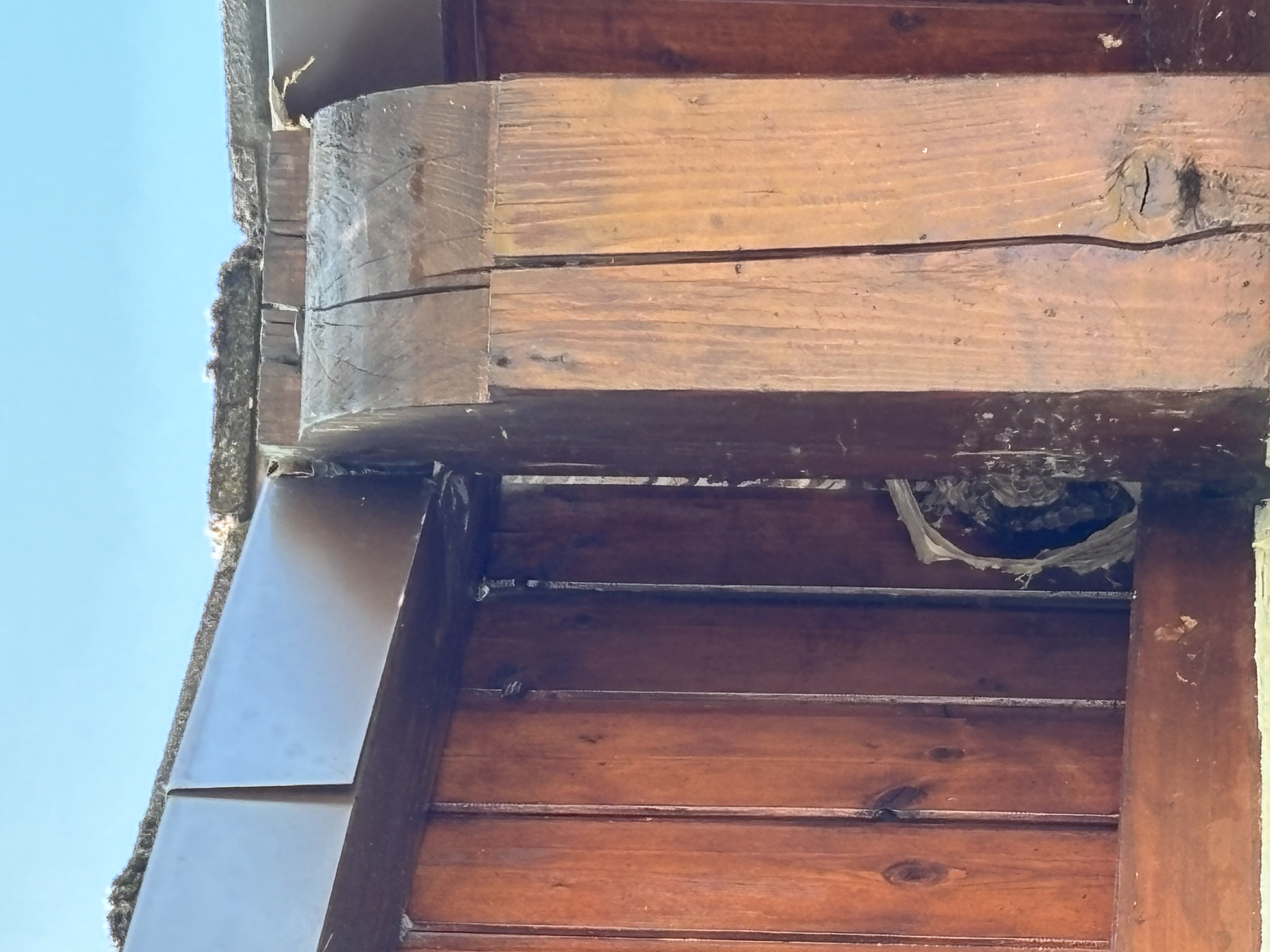 Nid de frelon asiatique à La Wantzenau (67) — SignalNids