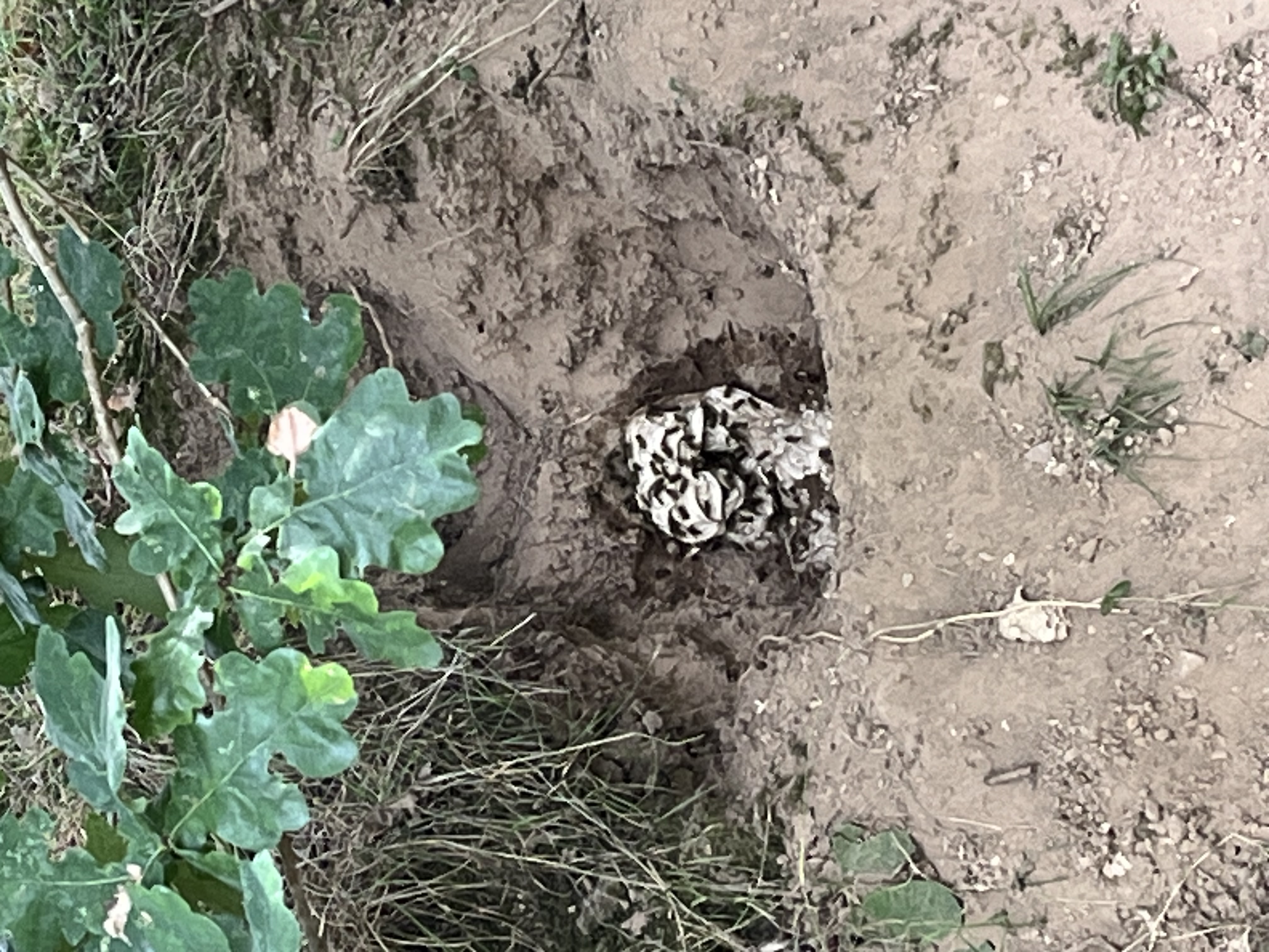 Nid de frelon asiatique à Lannion (22) — SignalNids