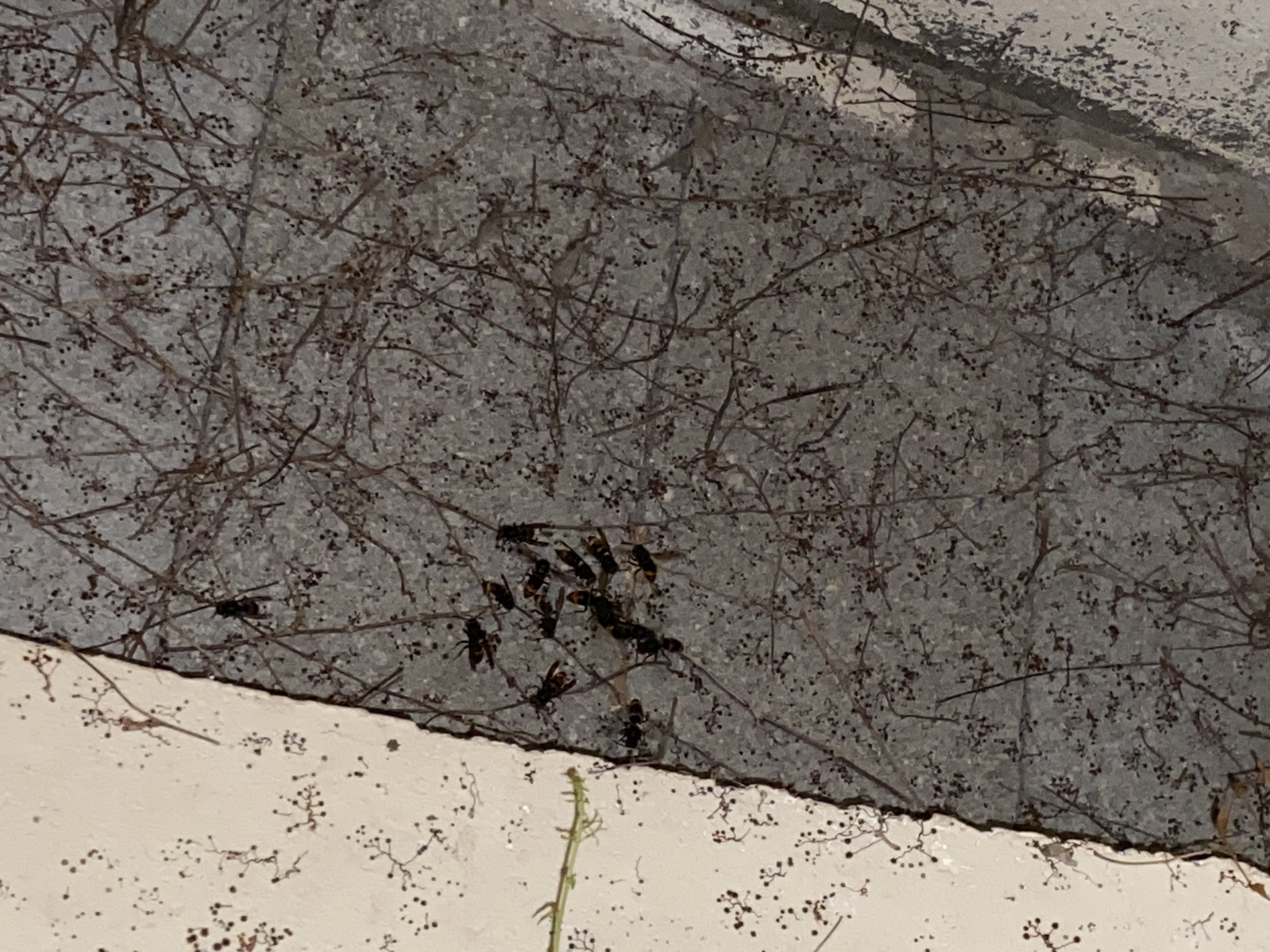 Nid de frelon asiatique à Lisle-sur-Tarn (81) — SignalNids