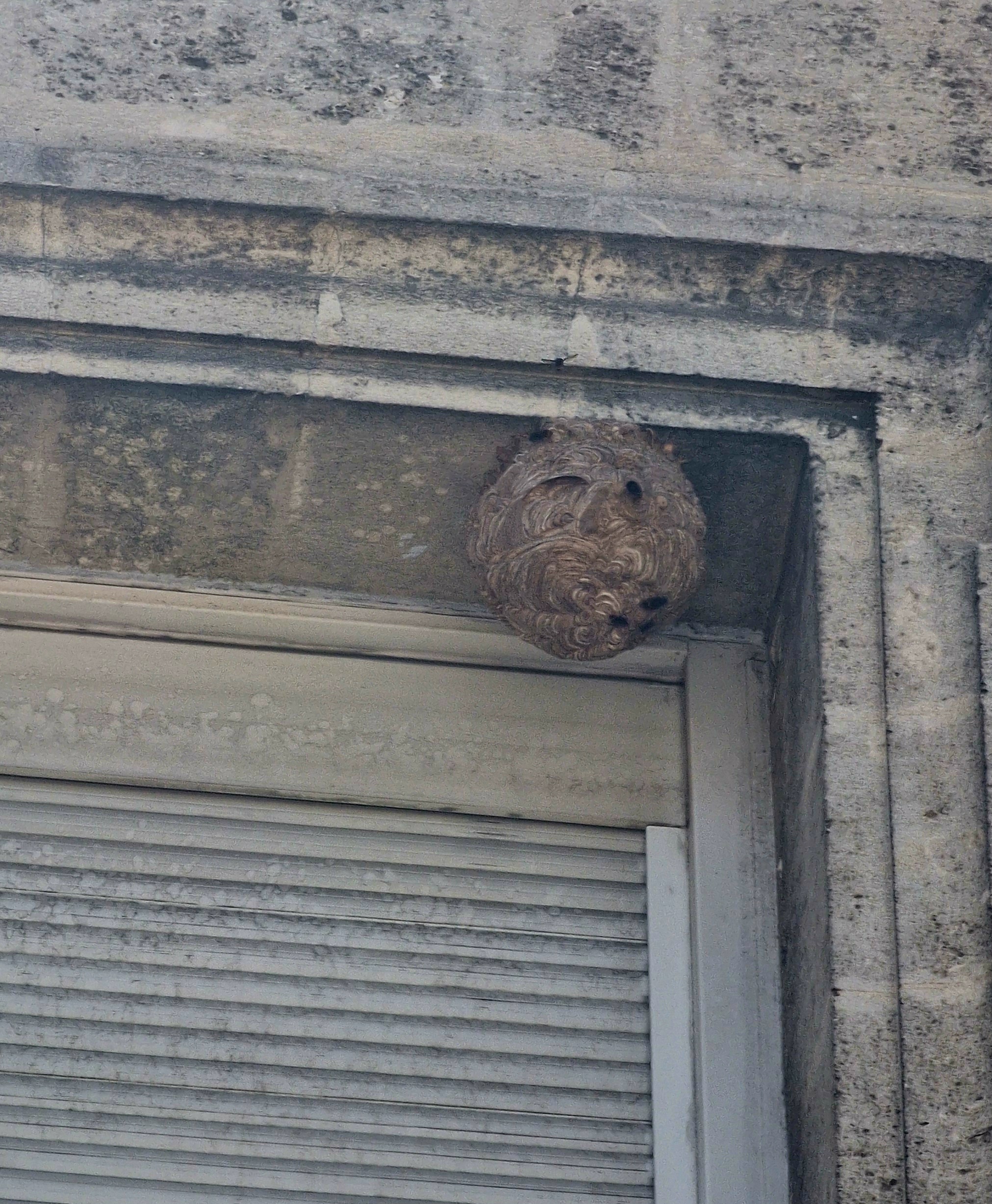 Nid de frelon asiatique à Bordeaux (33) — SignalNids