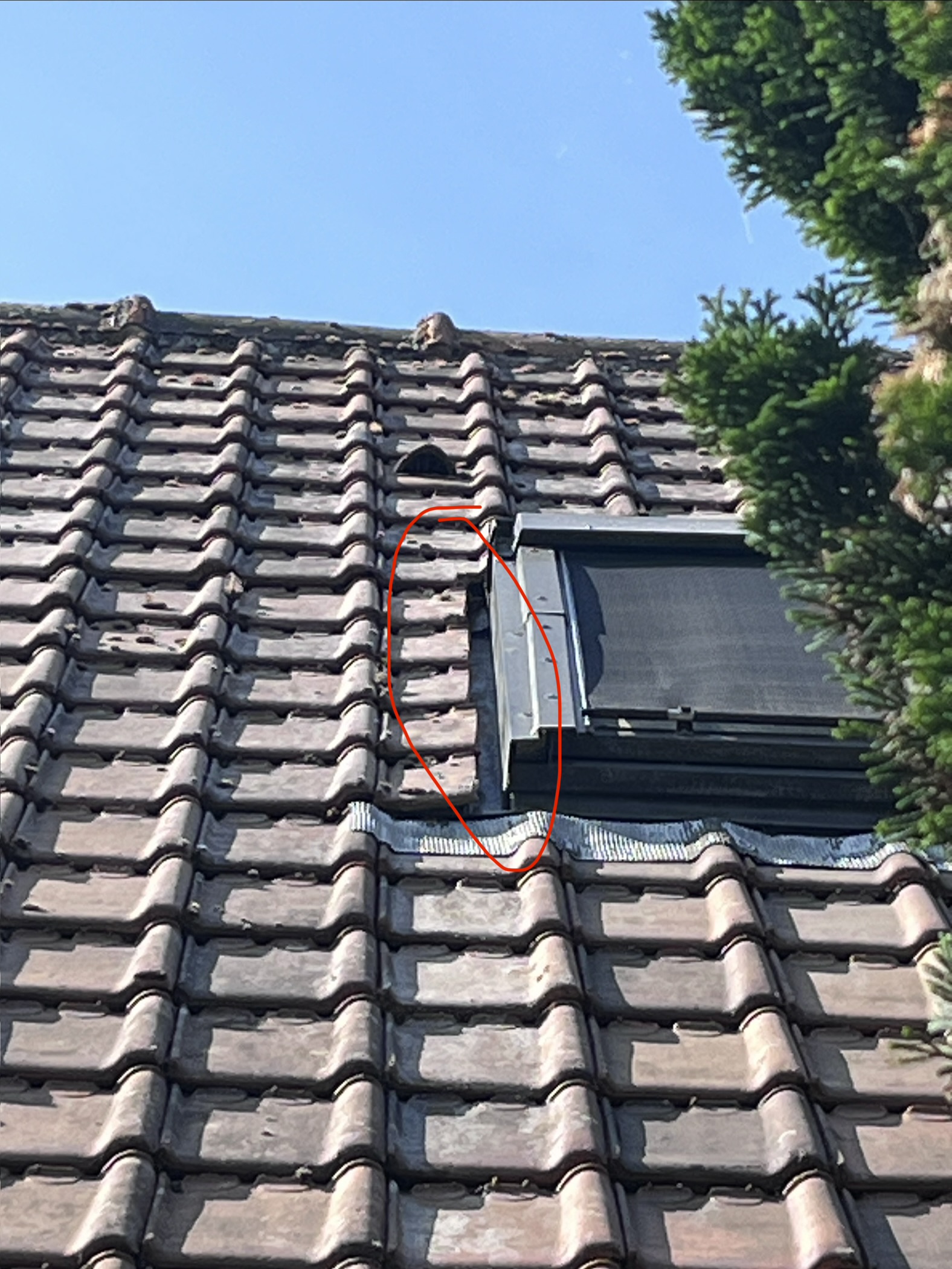 Nid de frelon européen à Genech (59) — SignalNids