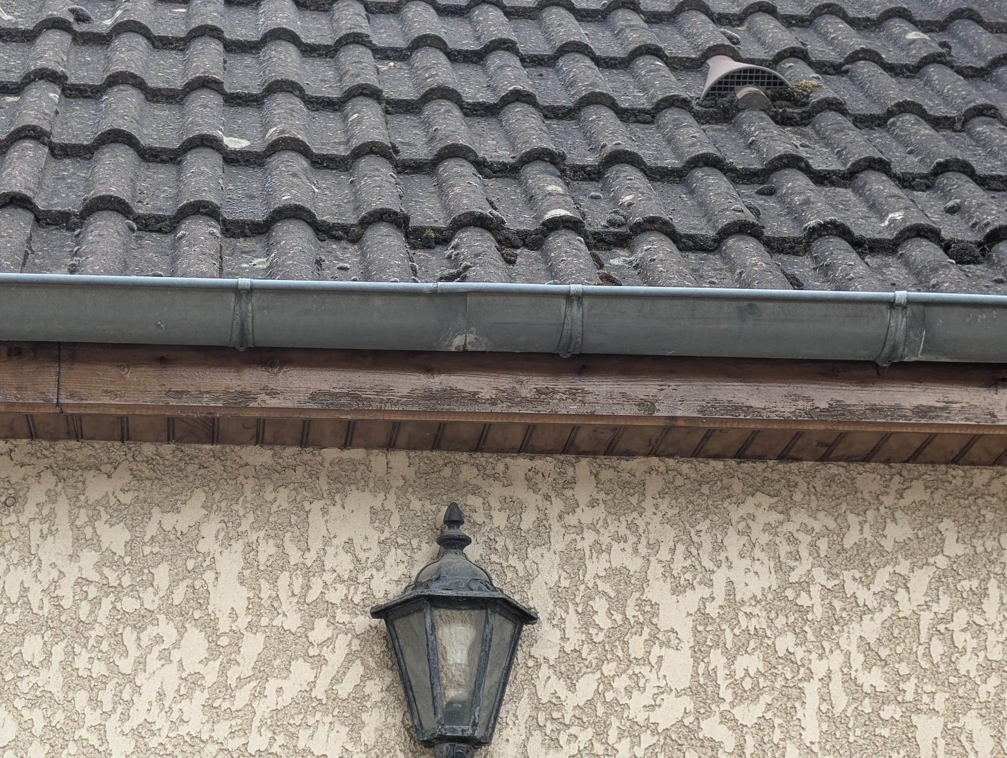 Nid de frelon asiatique à Boissy-Saint-Léger (94) — SignalNids
