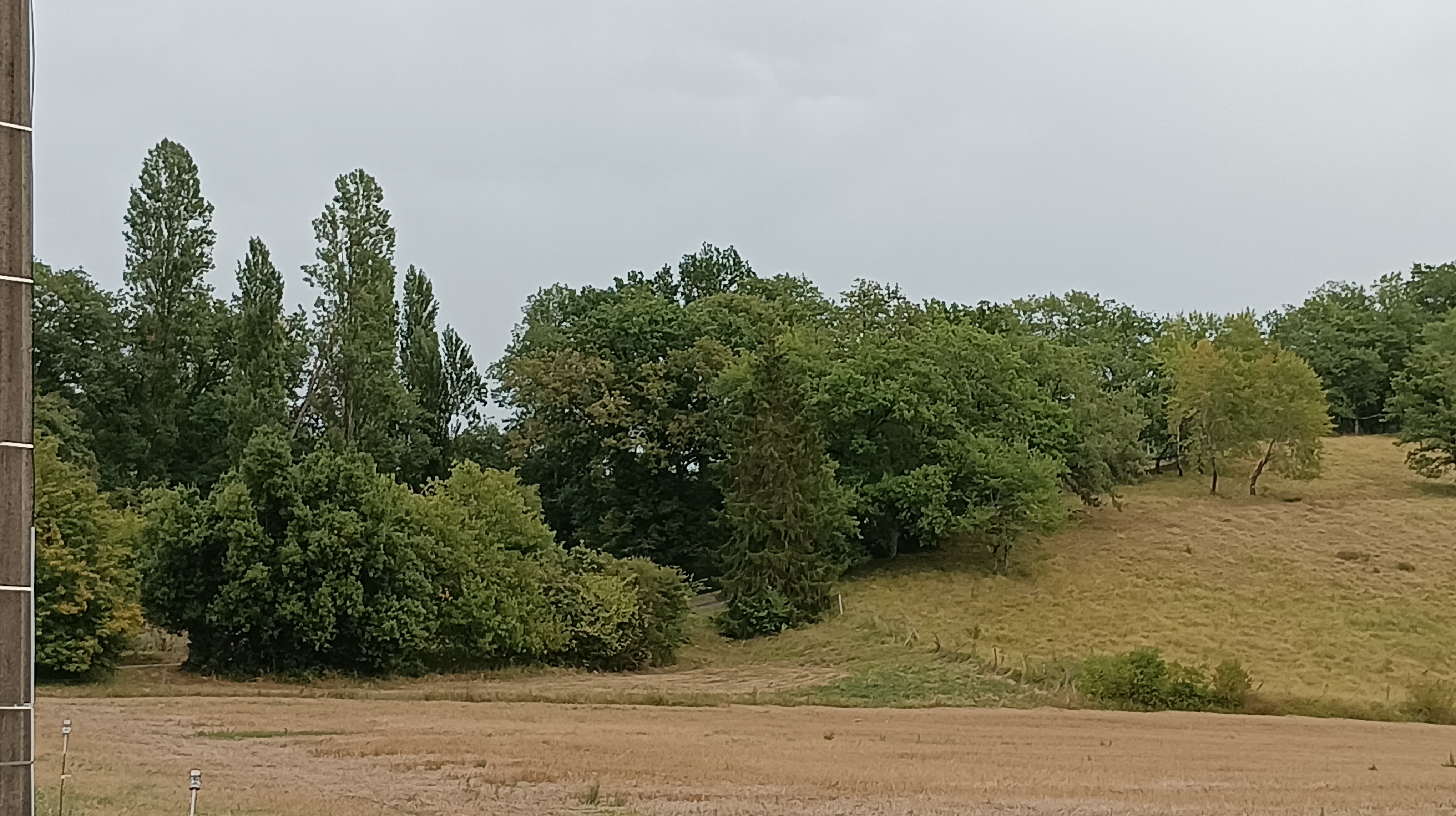 Nid de frelon asiatique à Conchez-de-Béarn (64) — SignalNids